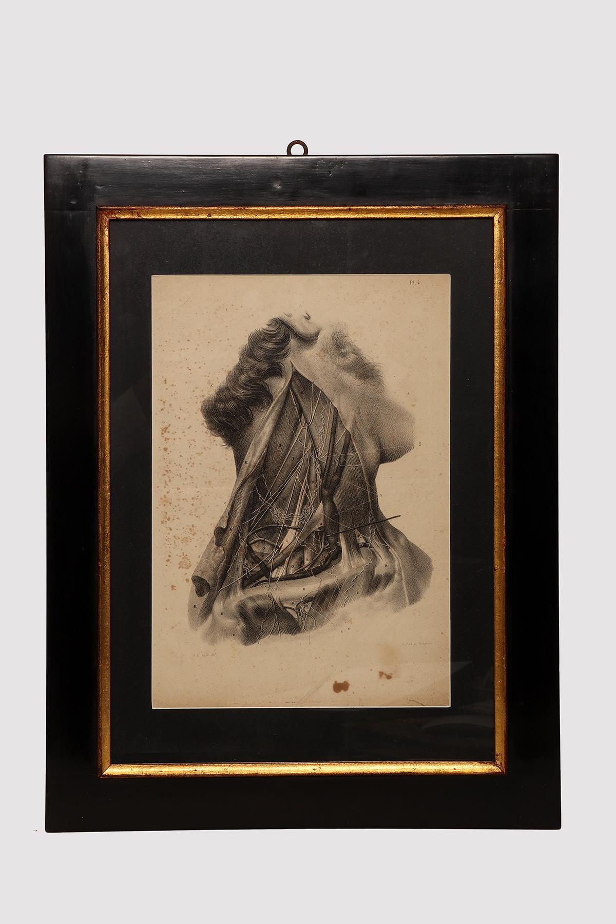 Stampa anatomica litografica su carta, raffigurante una sezione trasversale del sistema muscolare del collo. Struttura in legno di abete laccato nero con battitura in legno di ramin dorato. N. H. H. Jacob, Parigi, metà del XIX secolo.