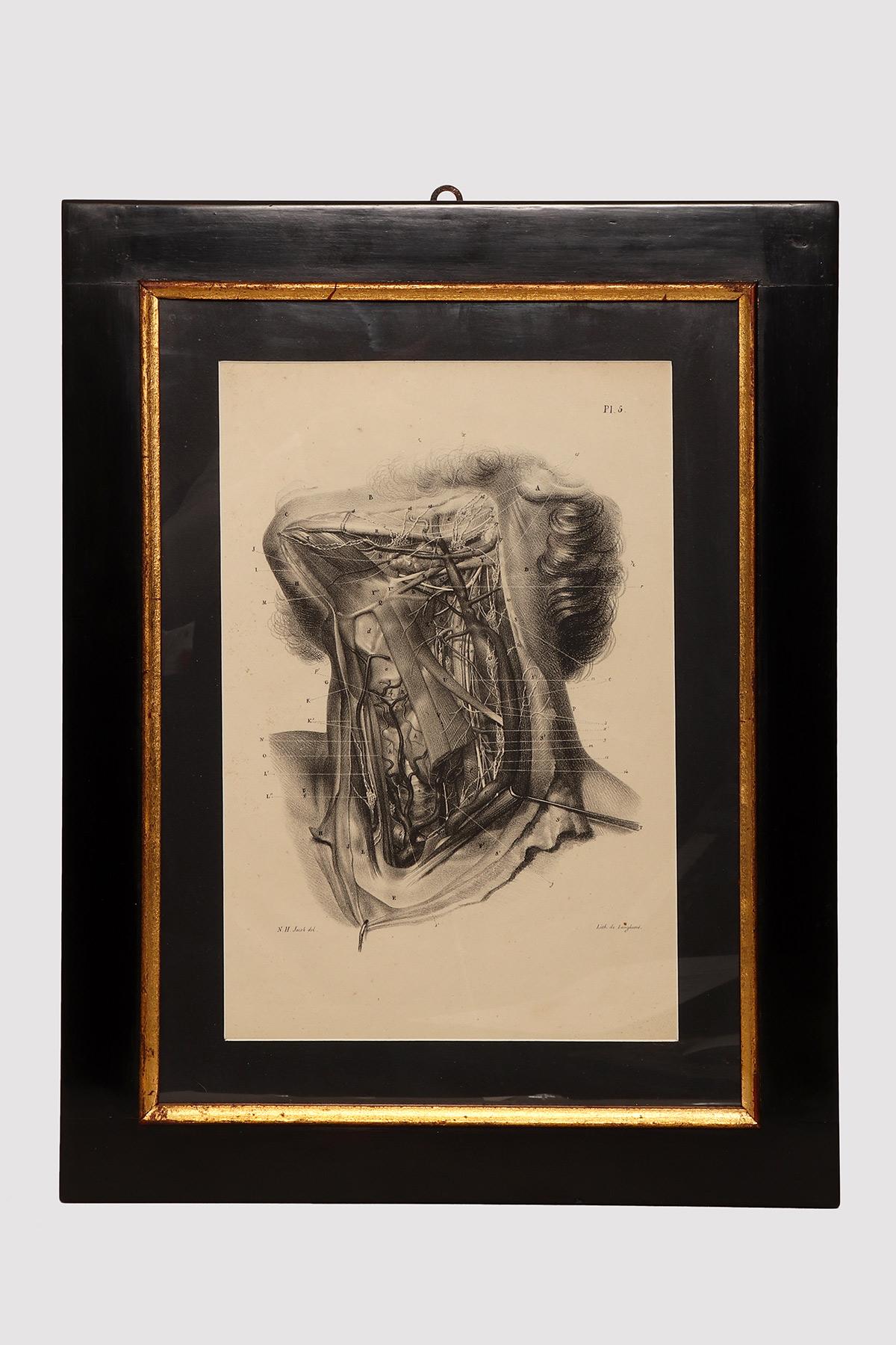 Stampa anatomica litografica su carta, raffigurante una sezione trasversale del sistema muscolare del collo. Struttura in legno di abete laccato nero con battitura in legno di ramin dorato. N. H. H. Jacob, Parigi, metà del XIX secolo.