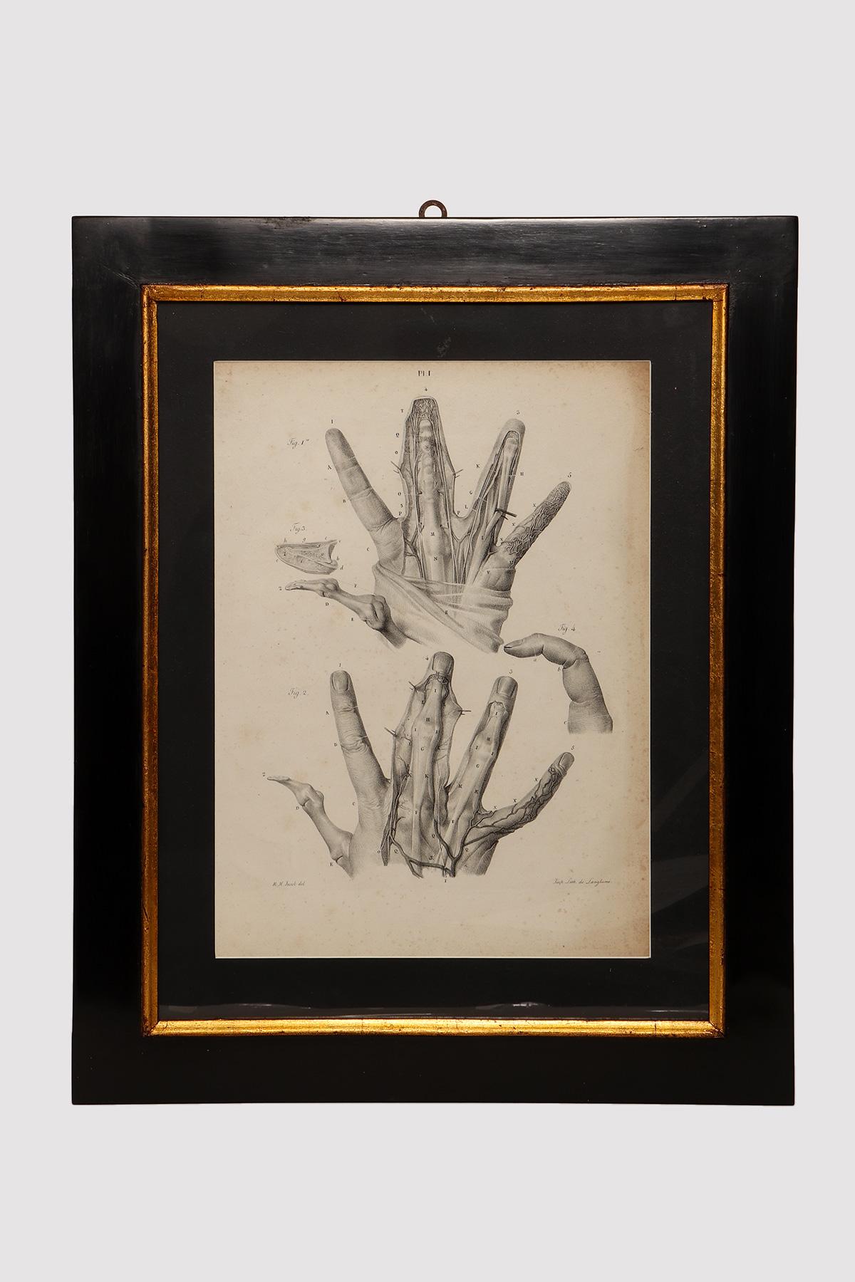 Stampa anatomica litografica su carta, raffigurante l'atlante anatomico della mano. Struttura in legno di abete laccato nero con battitura in legno di ramin dorato. N. H. H. Jacob, Parigi, metà del XIX secolo.
