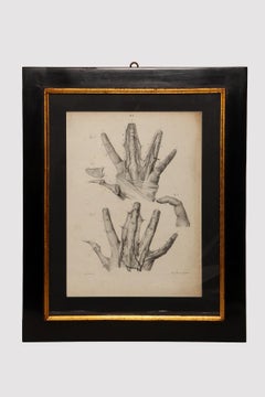 Stampa litografica anatomica su carta, Francia, metà del XIX secolo.