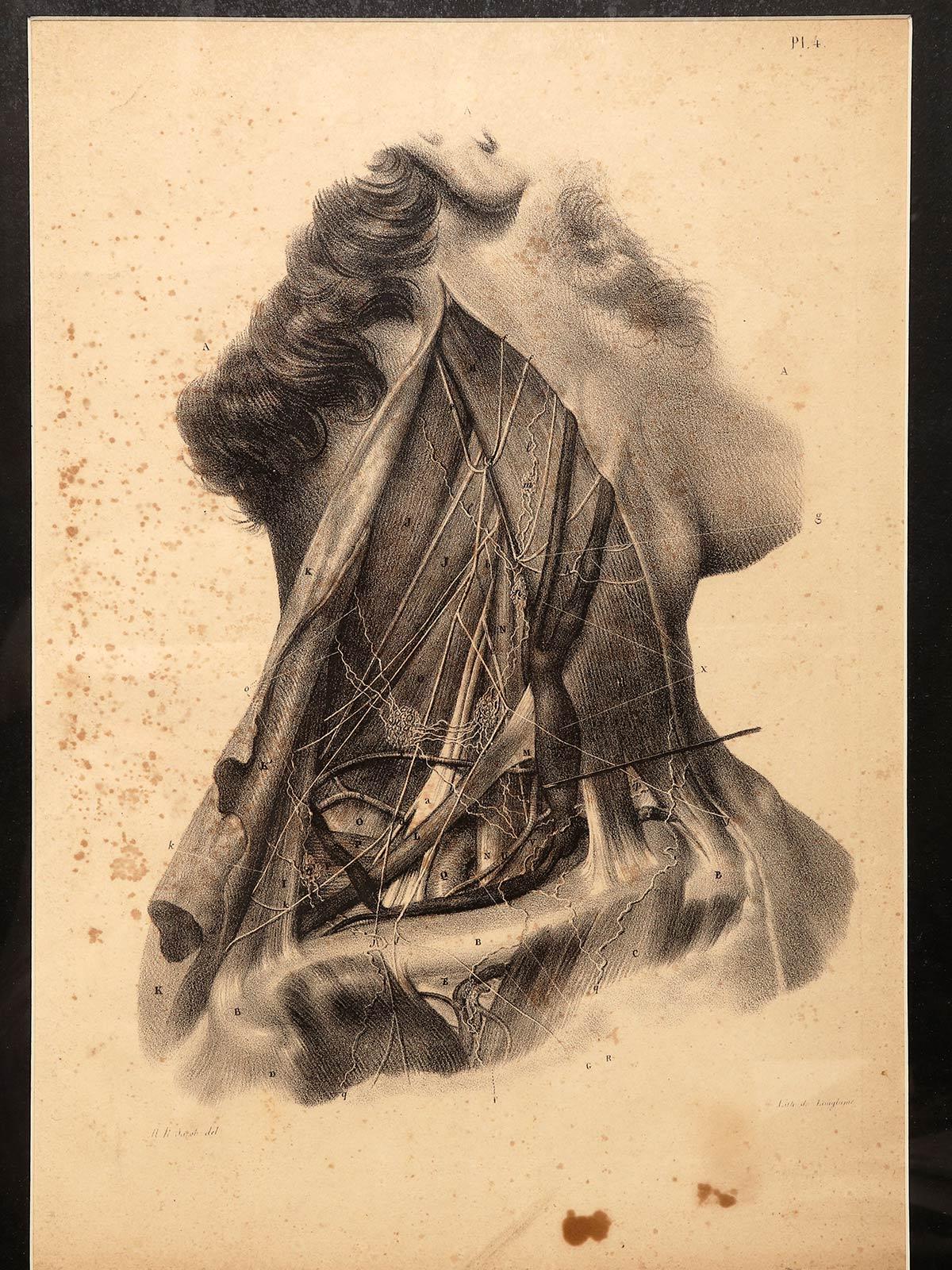 Francese Stampa litografica anatomica su carta, Francia, metà del XIX secolo. in vendita