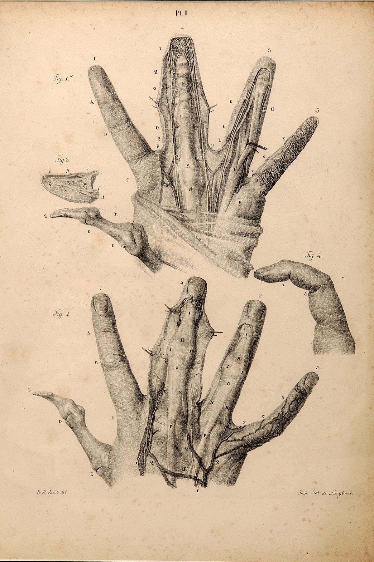 Francese Stampa litografica anatomica su carta, Francia, metà del XIX secolo. in vendita