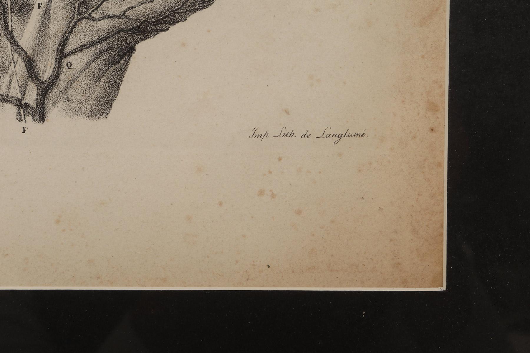 Stampa litografica anatomica su carta, Francia, metà del XIX secolo. In condizioni buone in vendita a Milan, IT