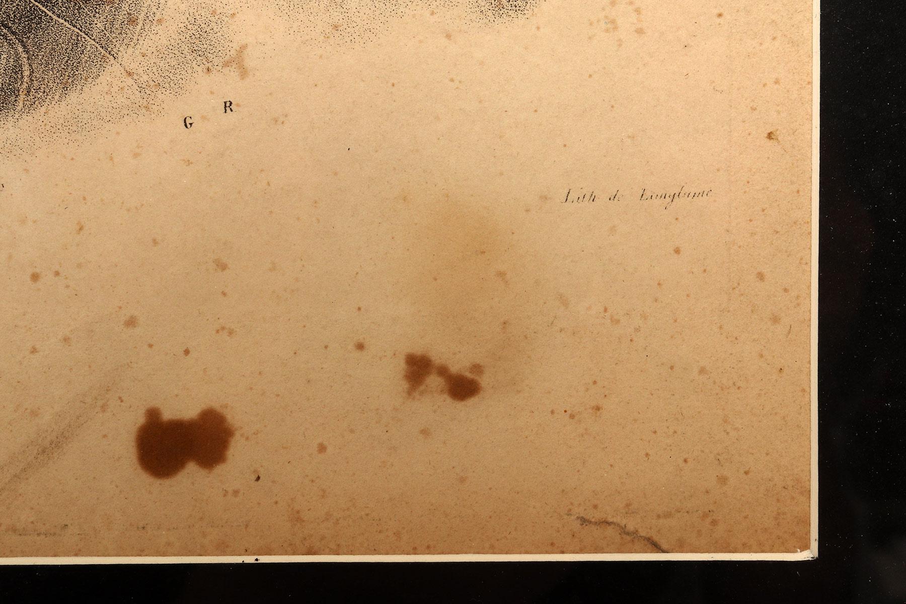 Legno Stampa litografica anatomica su carta, Francia, metà del XIX secolo. in vendita