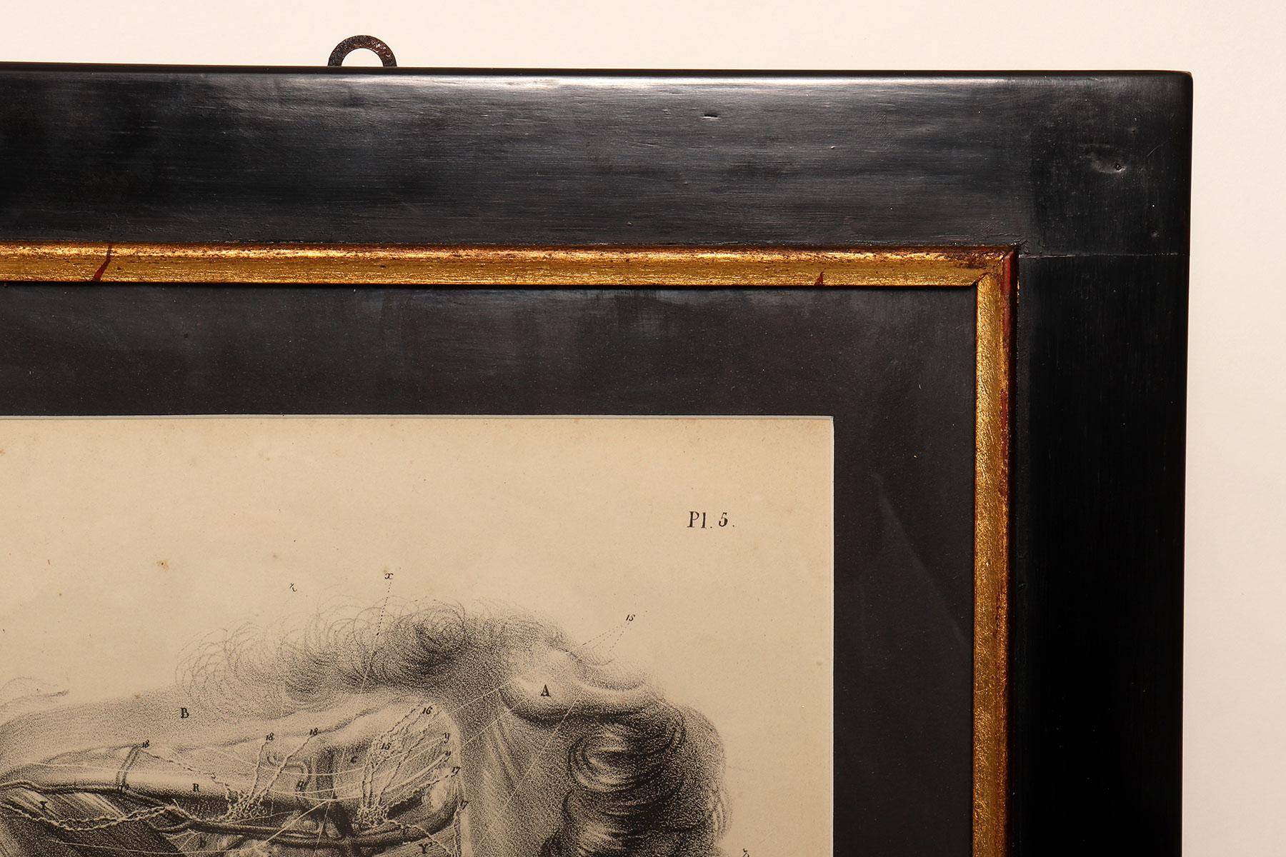 Stampa litografica anatomica su carta, Francia, metà del XIX secolo. in vendita 1