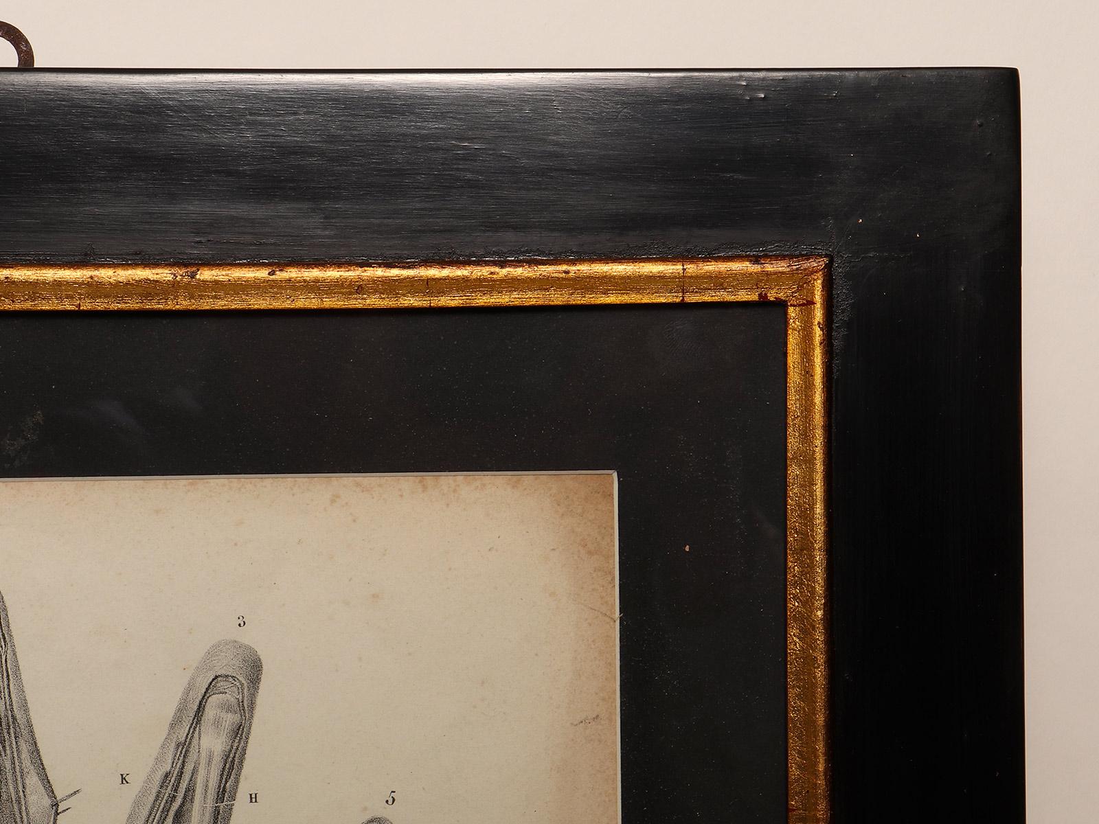 Stampa litografica anatomica su carta, Francia, metà del XIX secolo. in vendita 1