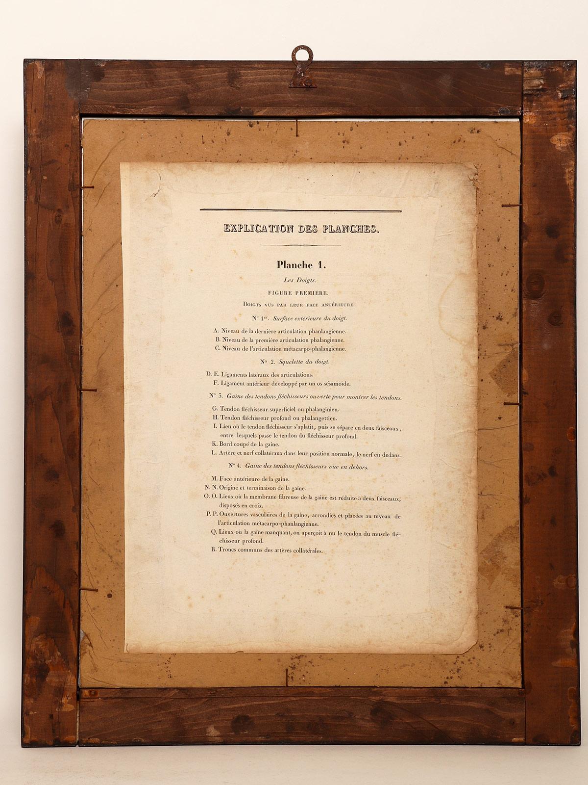 Stampa litografica anatomica su carta, Francia, metà del XIX secolo. in vendita 2