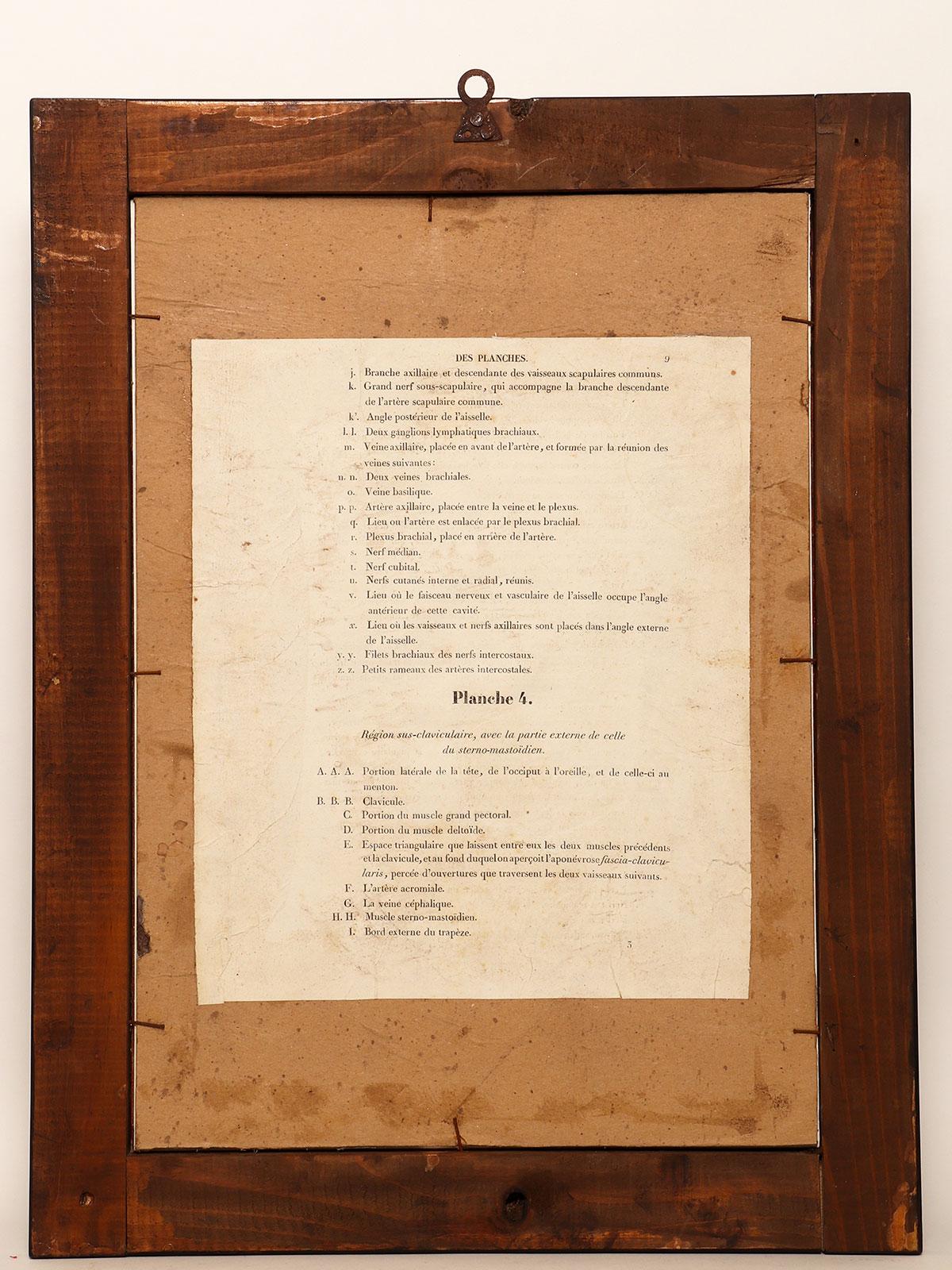 Stampa litografica anatomica su carta, Francia, metà del XIX secolo. in vendita 3