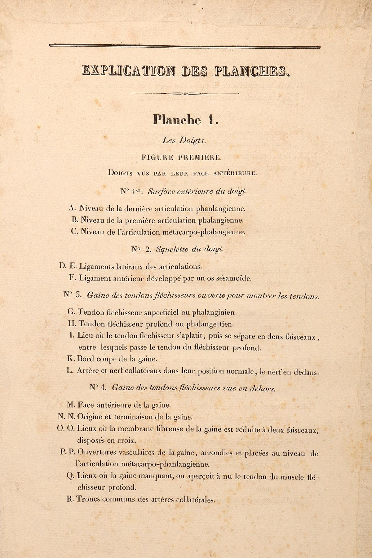 Stampa litografica anatomica su carta, Francia, metà del XIX secolo. in vendita 3