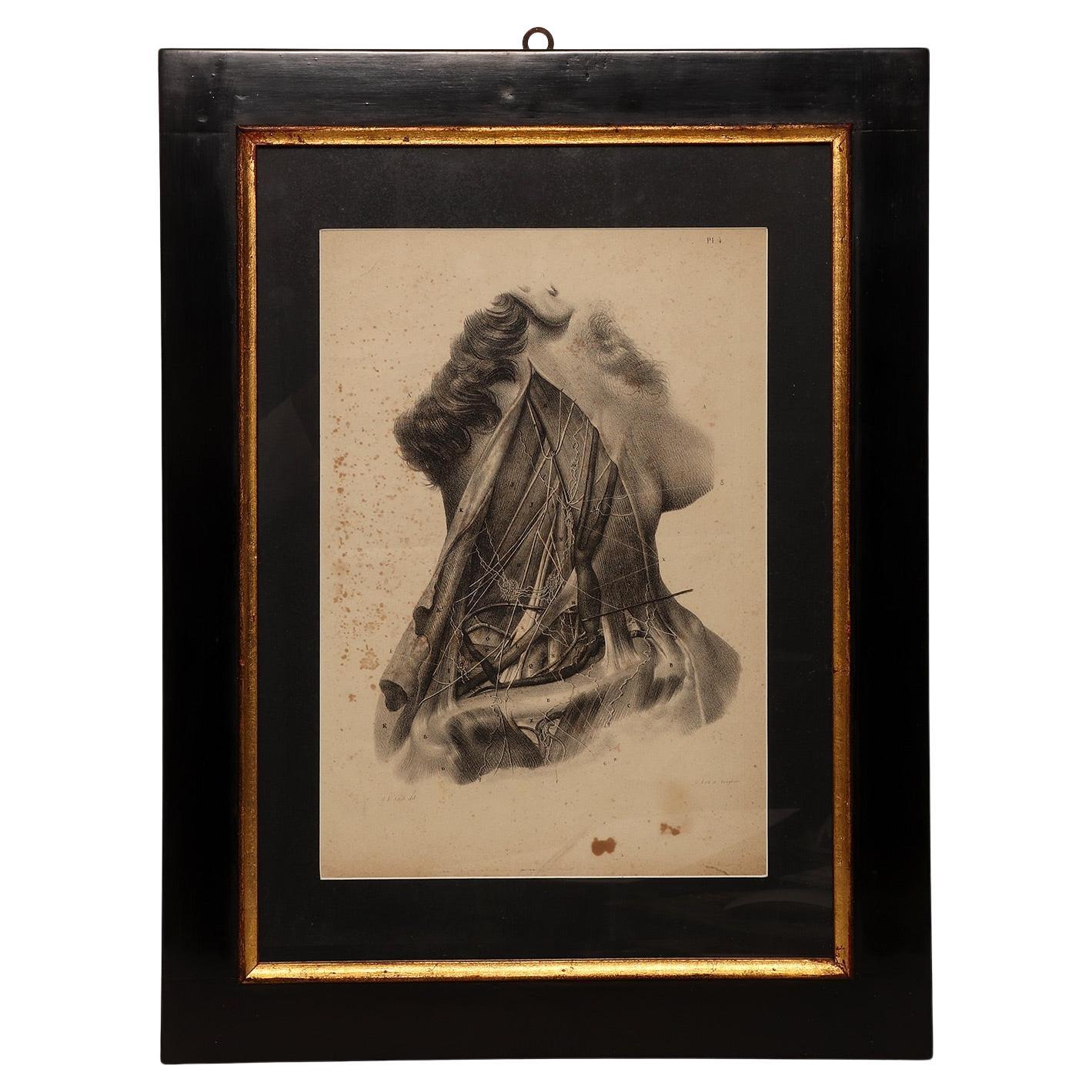 Stampa litografica anatomica su carta, Francia, metà del XIX secolo.