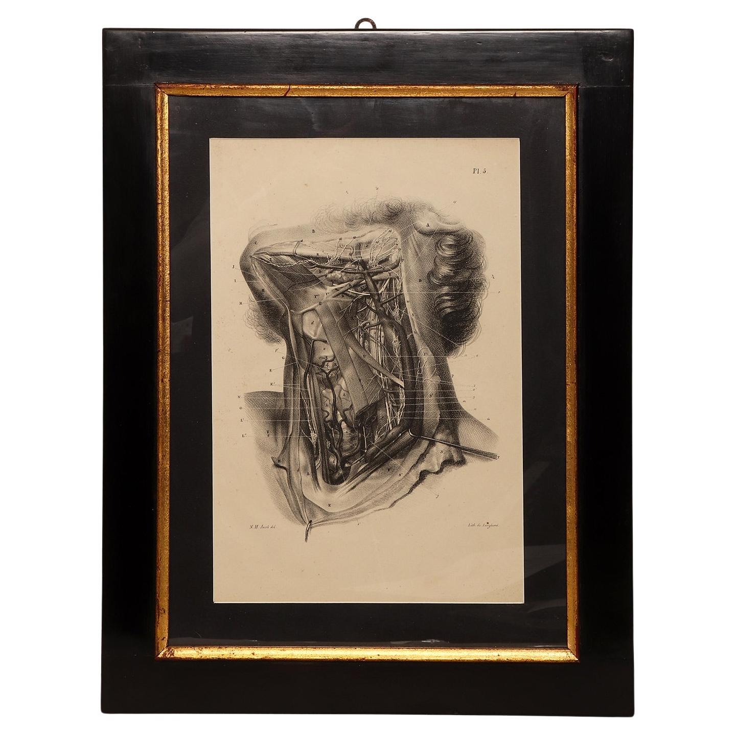 Stampa litografica anatomica su carta, Francia, metà del XIX secolo.