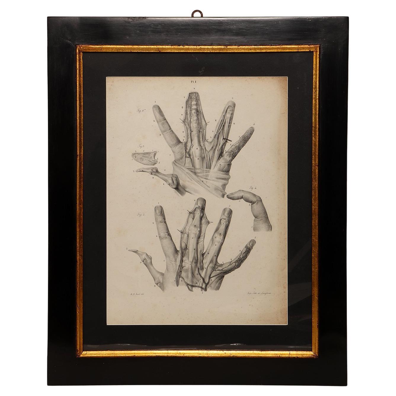 Stampa litografica anatomica su carta, Francia, metà del XIX secolo. in vendita