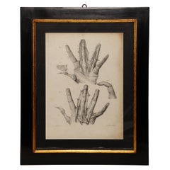 Anatomischer lithografischer Druck auf Papier, Frankreich Mitte des 19.