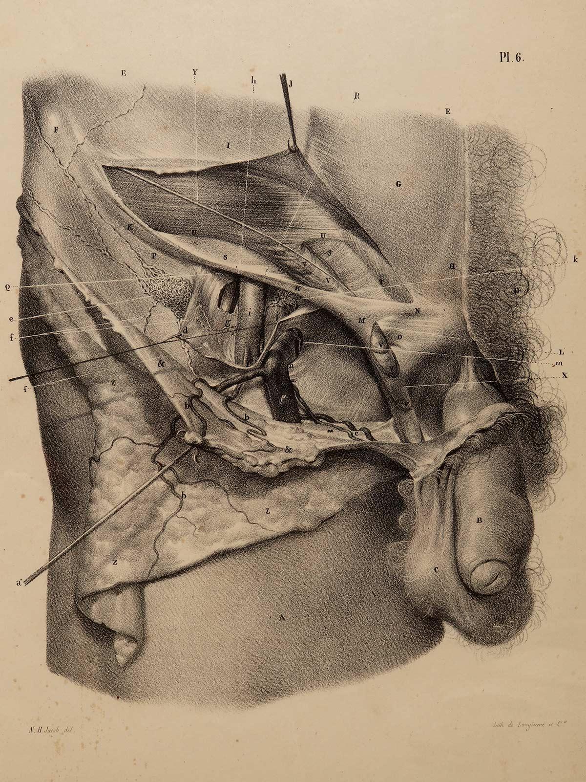 Francese Stampa litografica anatomica su carta, sistema genitale maschile, Francia 1850. in vendita