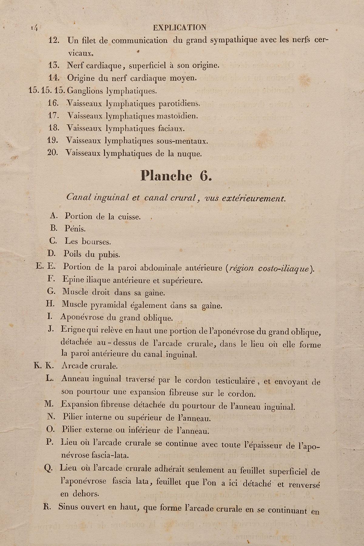 Stampa litografica anatomica su carta, sistema genitale maschile, Francia 1850. in vendita 2
