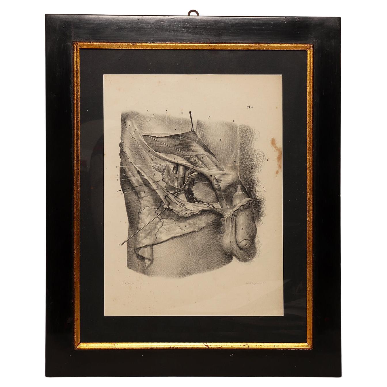 Stampa litografica anatomica su carta, sistema genitale maschile, Francia 1850.