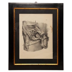Anatomischer lithografischer Druck auf Papier, männlicher Genitalbereich, Frankreich 1850.