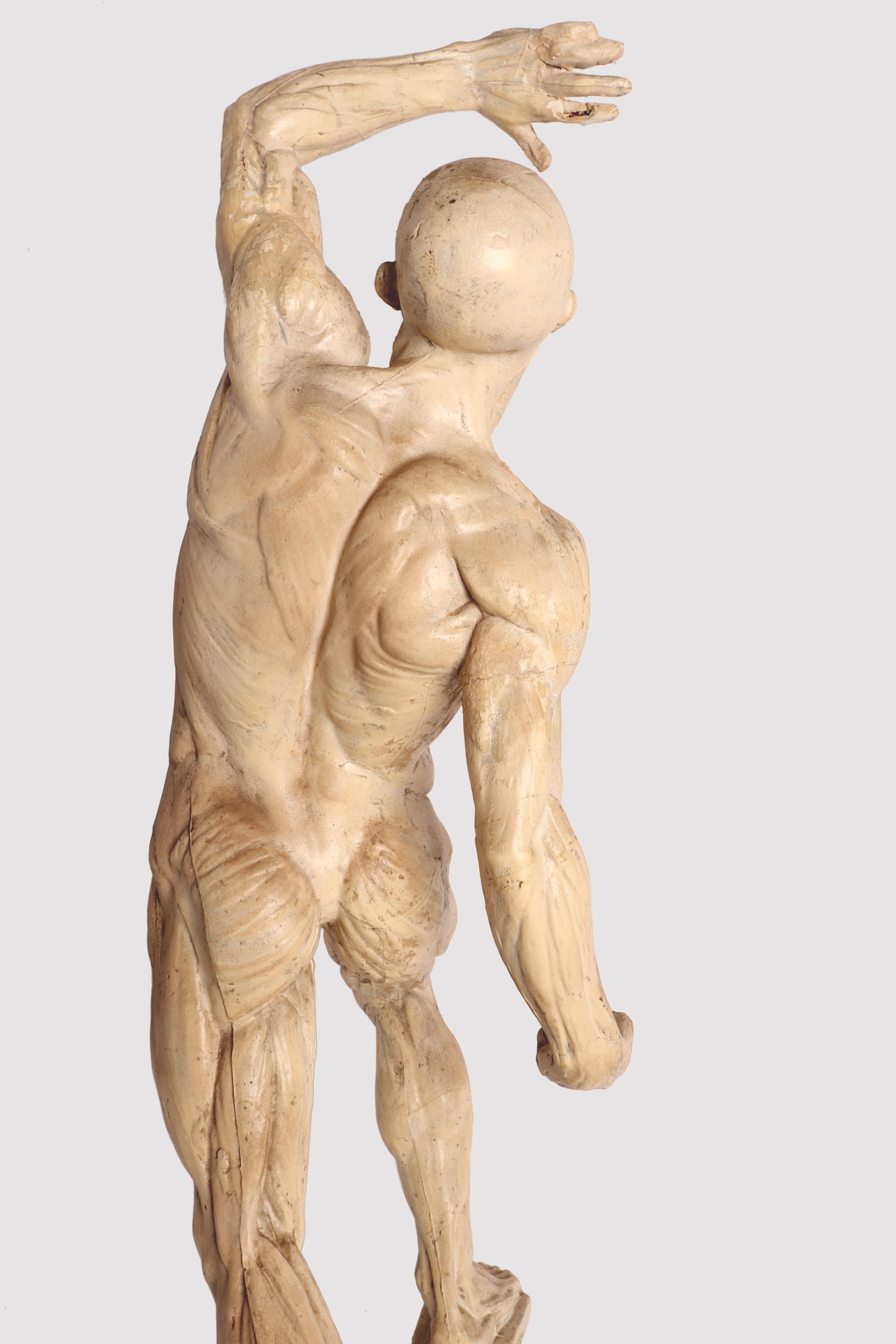 Anatomical Model, Italy 1880 4