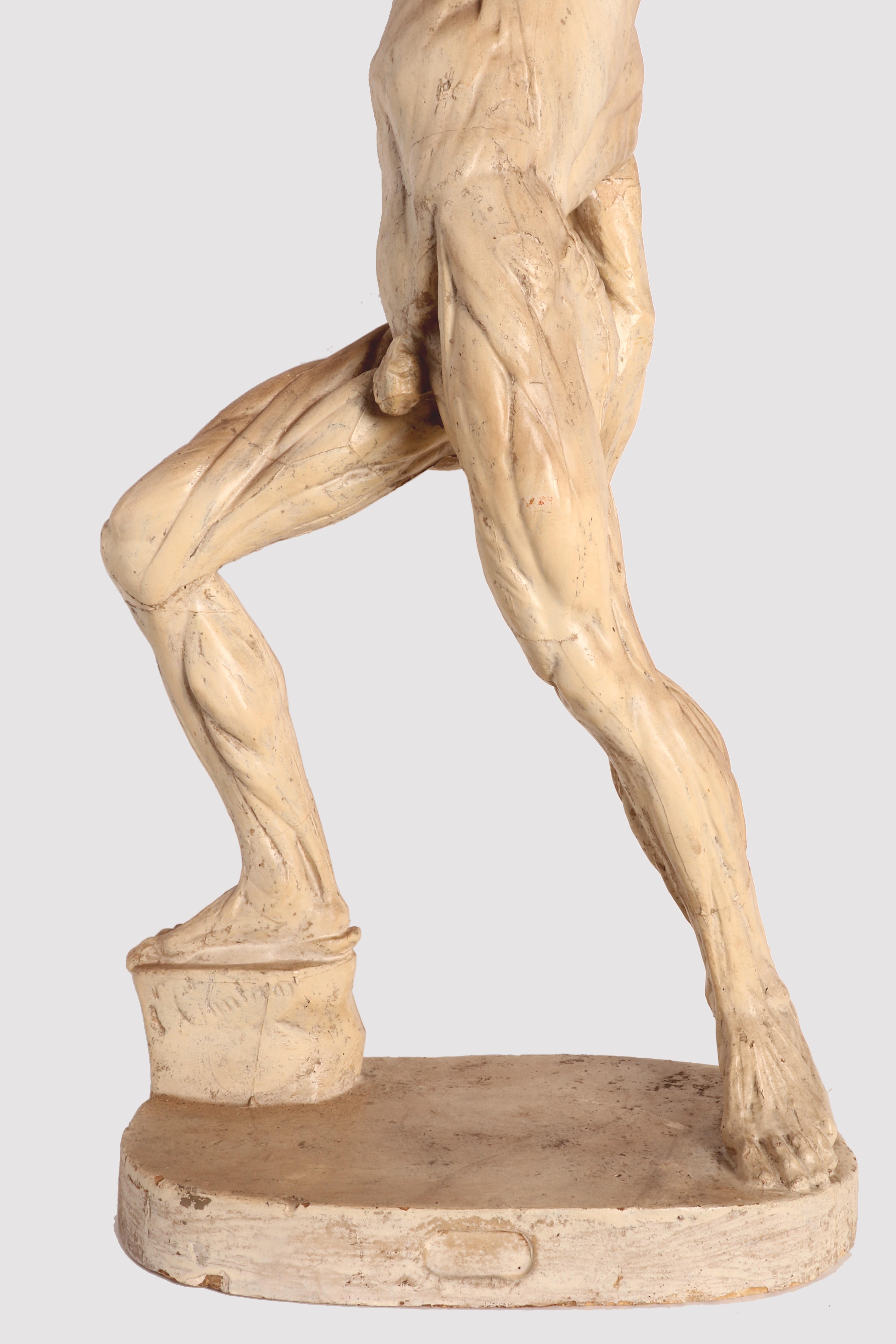 Anatomical Model, Italy 1880 5