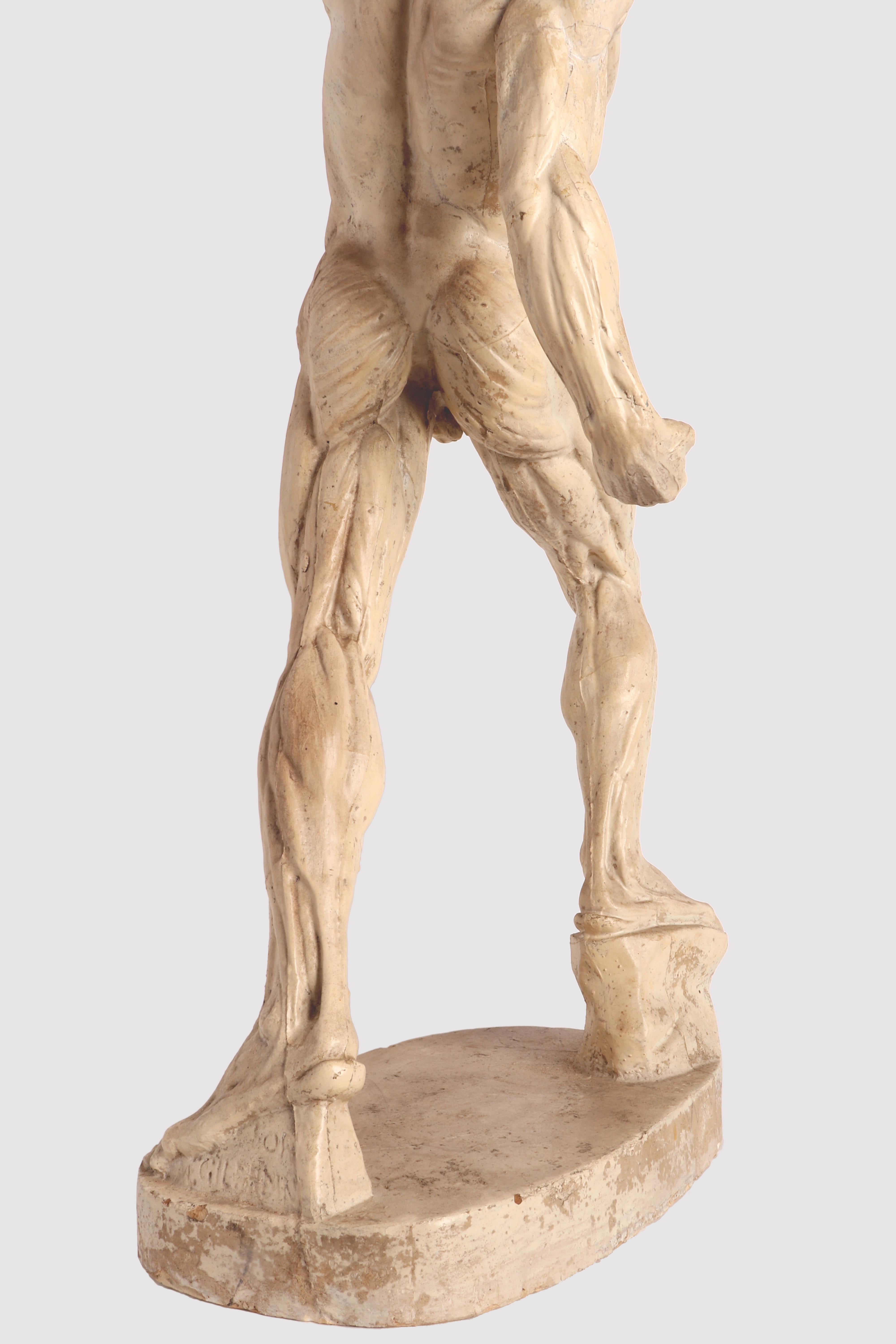 Anatomical Model, Italy 1880 6