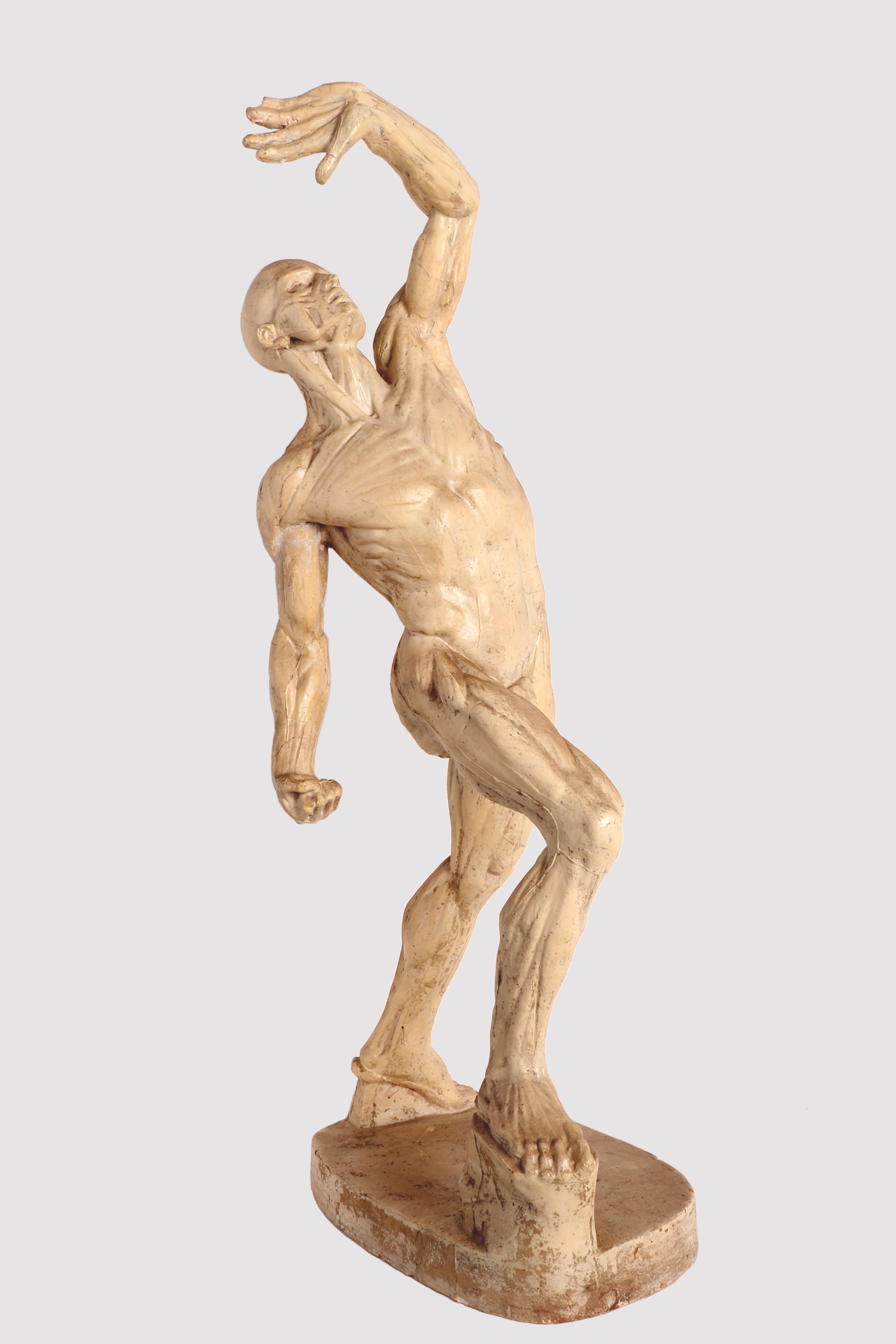 The anatomical sculpture, cast out of plaster, depicts a flayed man standing over an oval base in a classical pose with lifted arm. Anatomical study purpose. Italy circa 1880.
