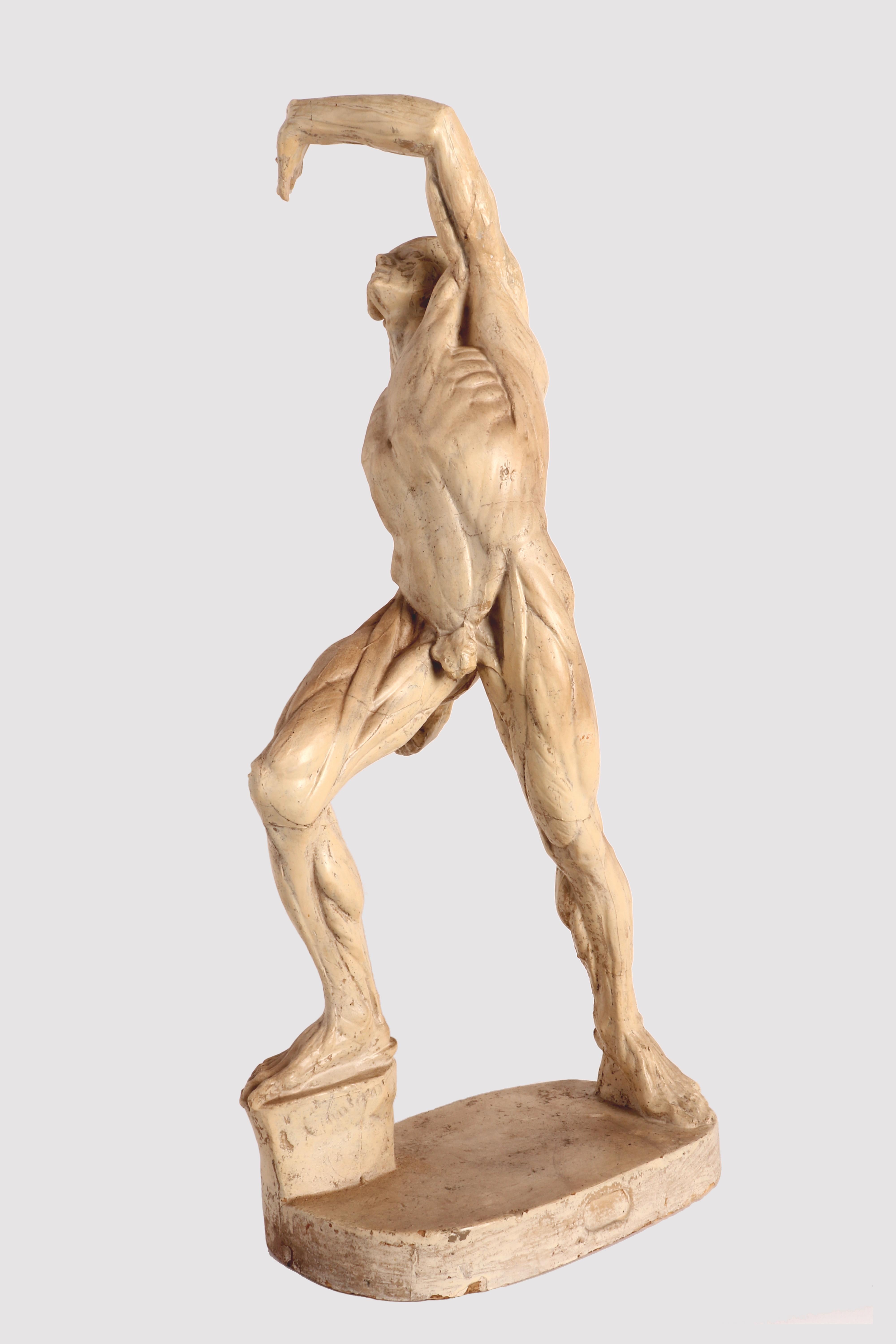 Italian Anatomical Model, Italy 1880