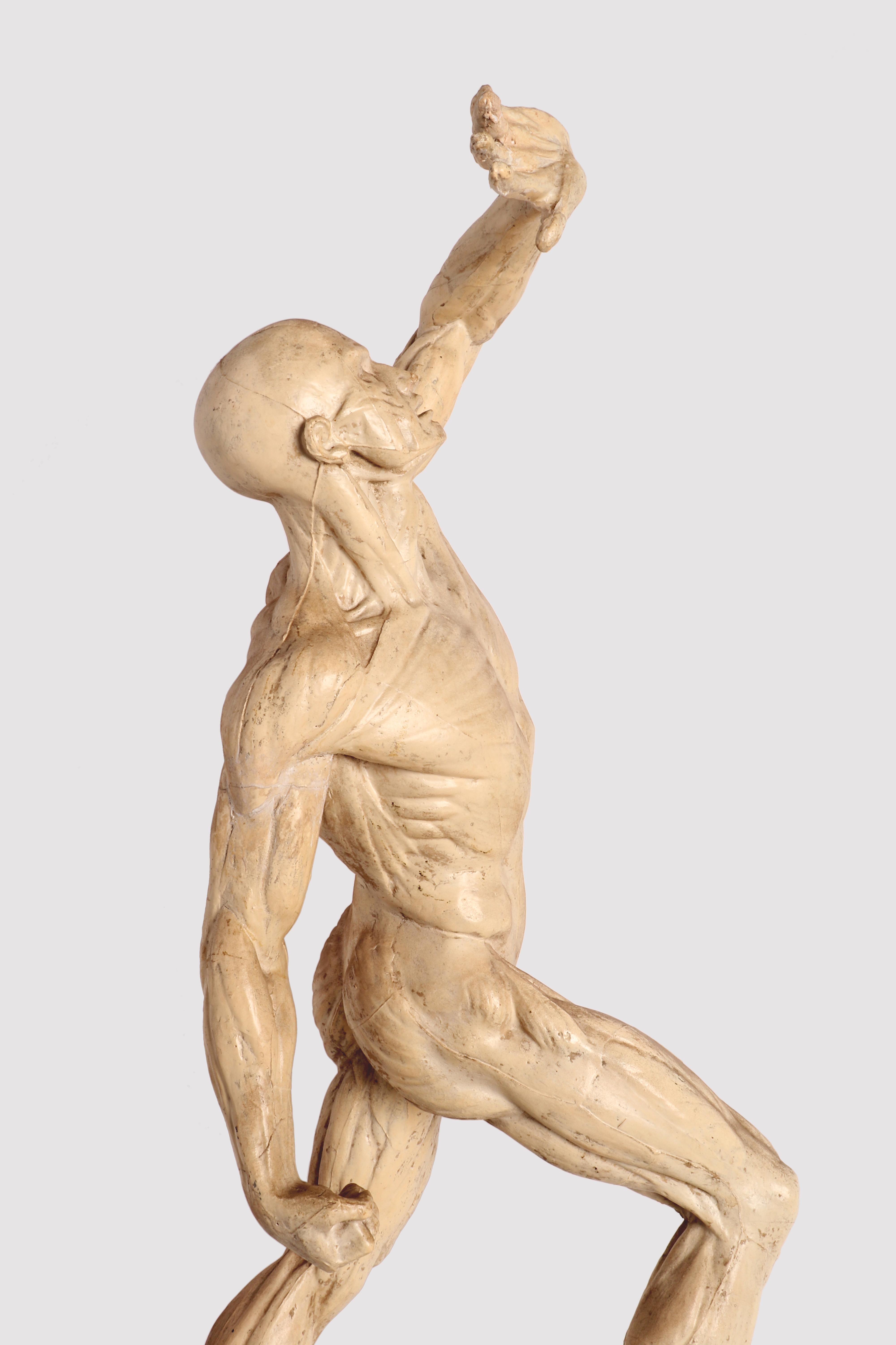 Plaster Anatomical Model, Italy 1880