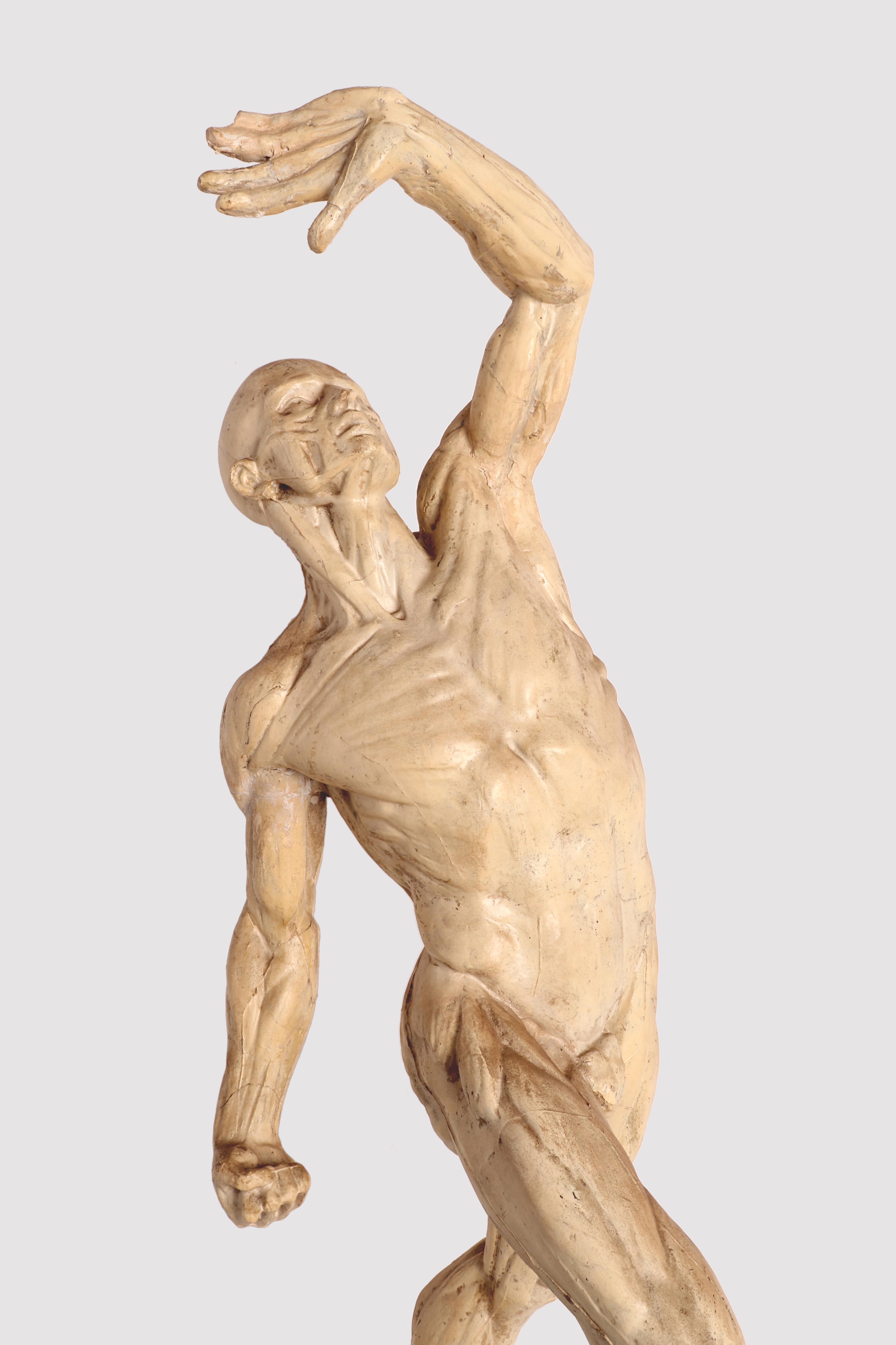 Anatomical Model, Italy 1880 1