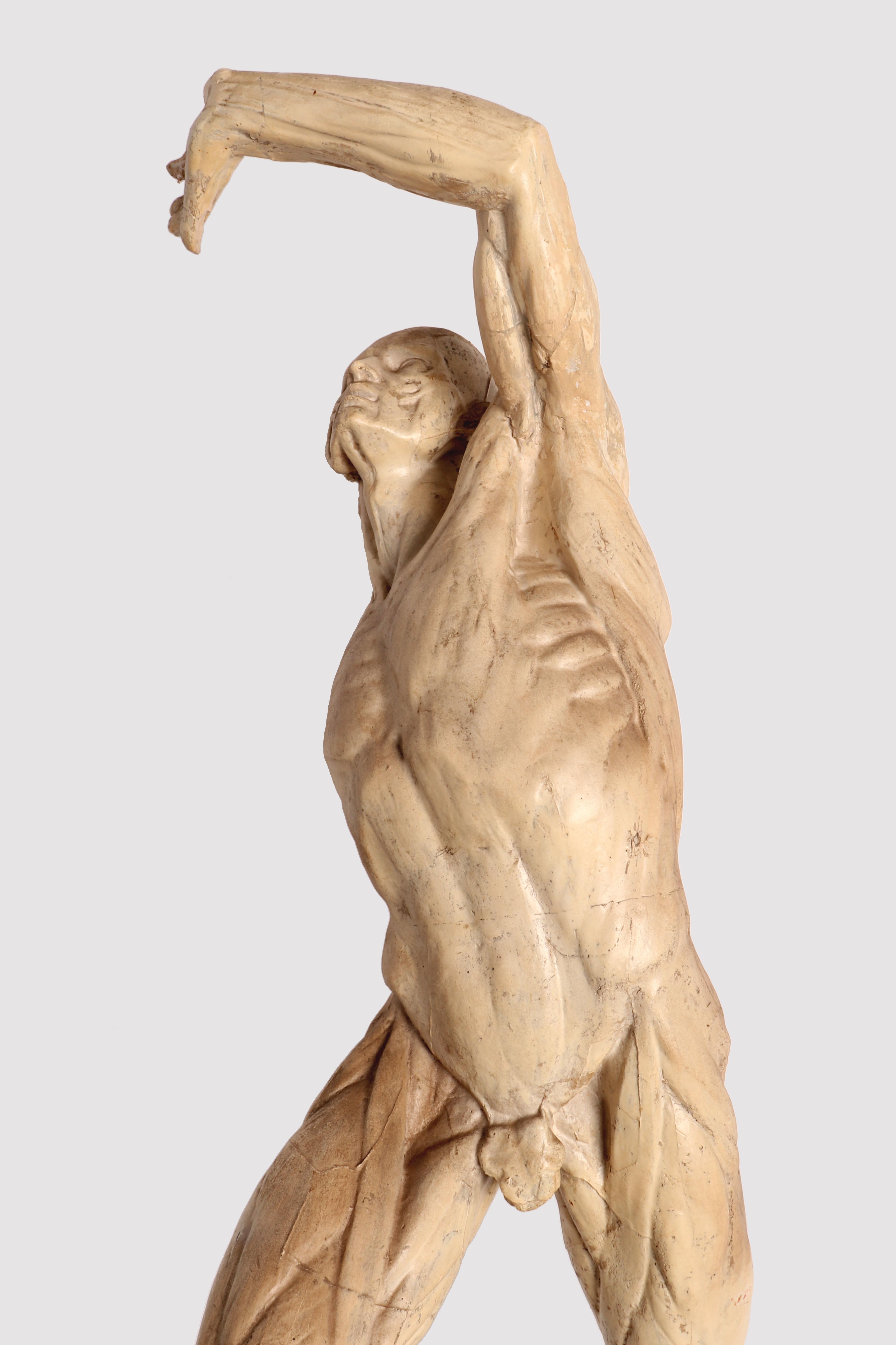 Anatomical Model, Italy 1880 2
