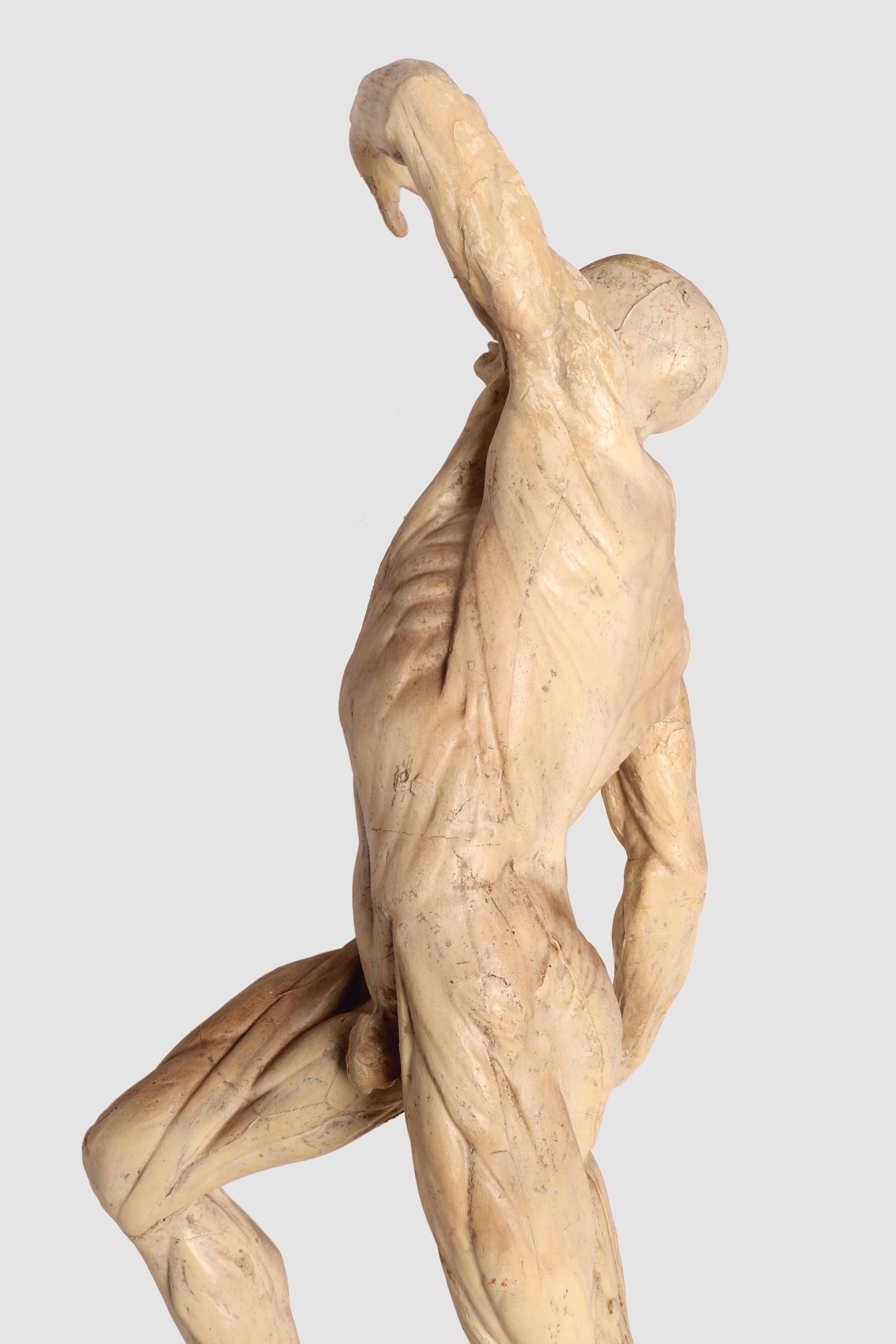 Anatomical Model, Italy 1880 3