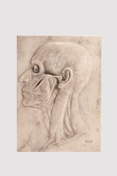 An anatomical plaster model of the section of the head, Austria 1870.