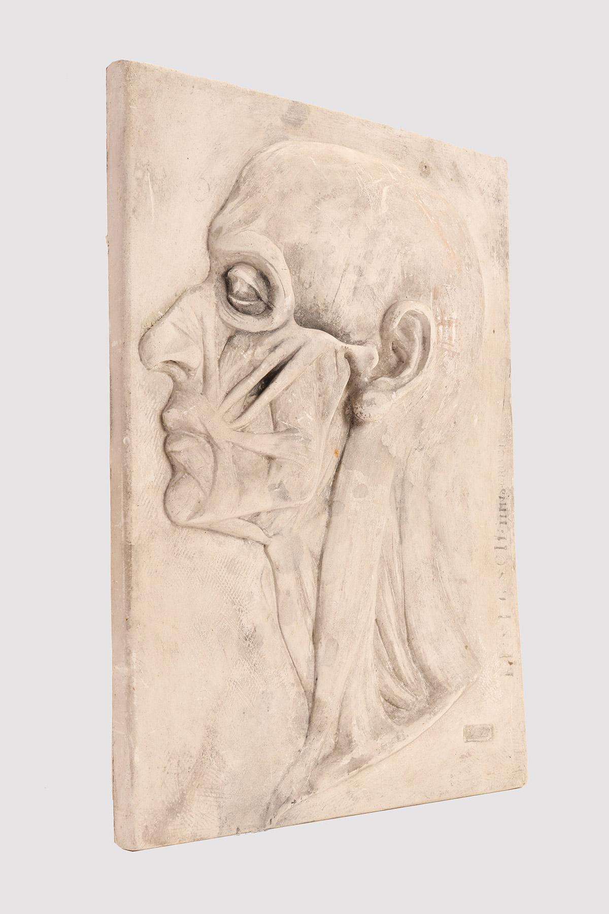 Autrichien Modèle anatomique en plâtre de la section de la tête, Autriche, 1870. en vente