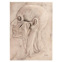 Modèle anatomique en plâtre de la section de la tête, Autriche, 1870.
