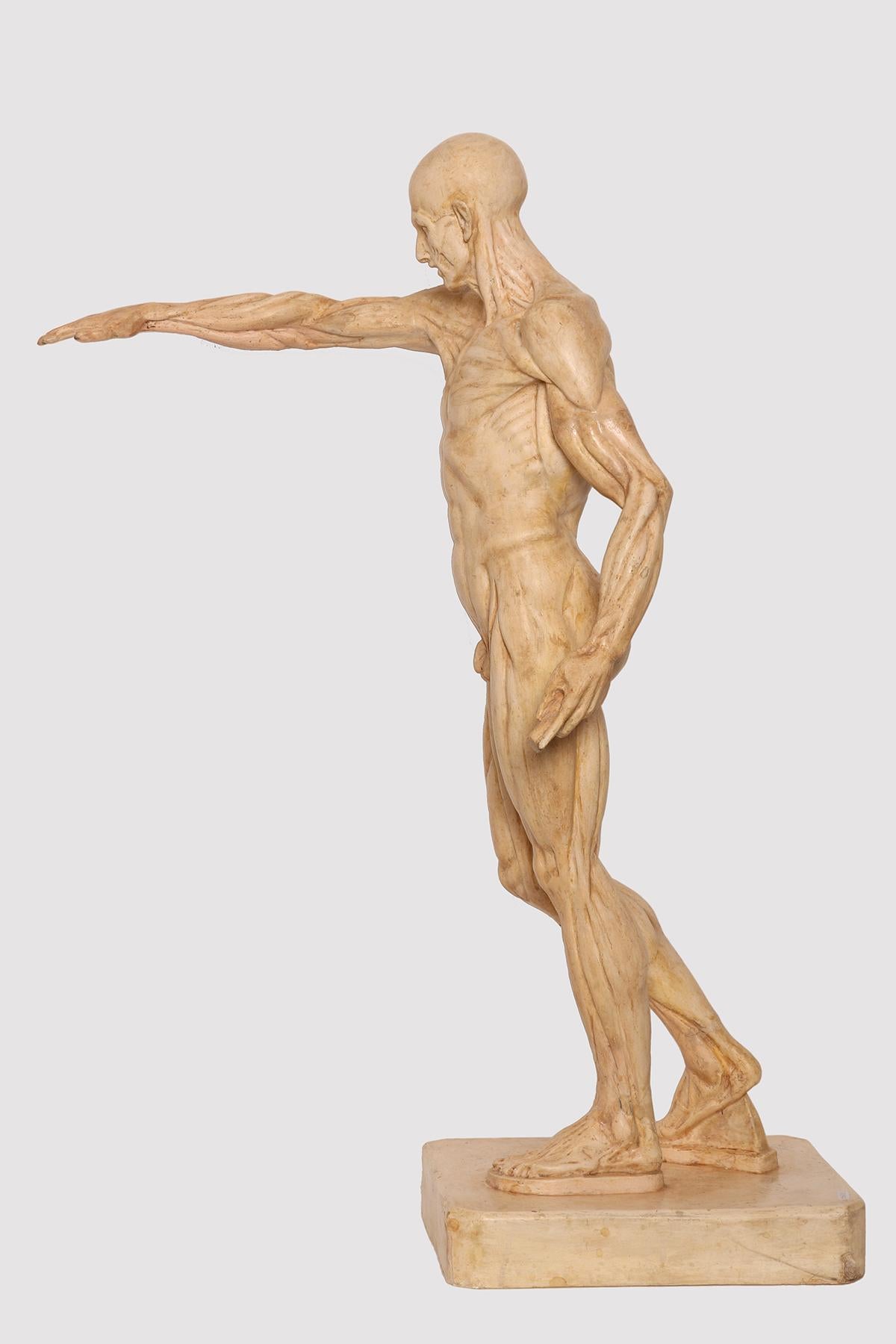 La scultura anatomica, realizzata in gesso, raffigura un uomo scorticato in piedi su una base rettangolare in una posa classica con un braccio sollevato. Scopo dello studio anatomico. Italia circa 1880. 