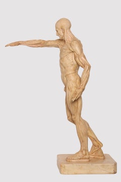 An anatomical plaster skin model for educational use, Italy 1880.