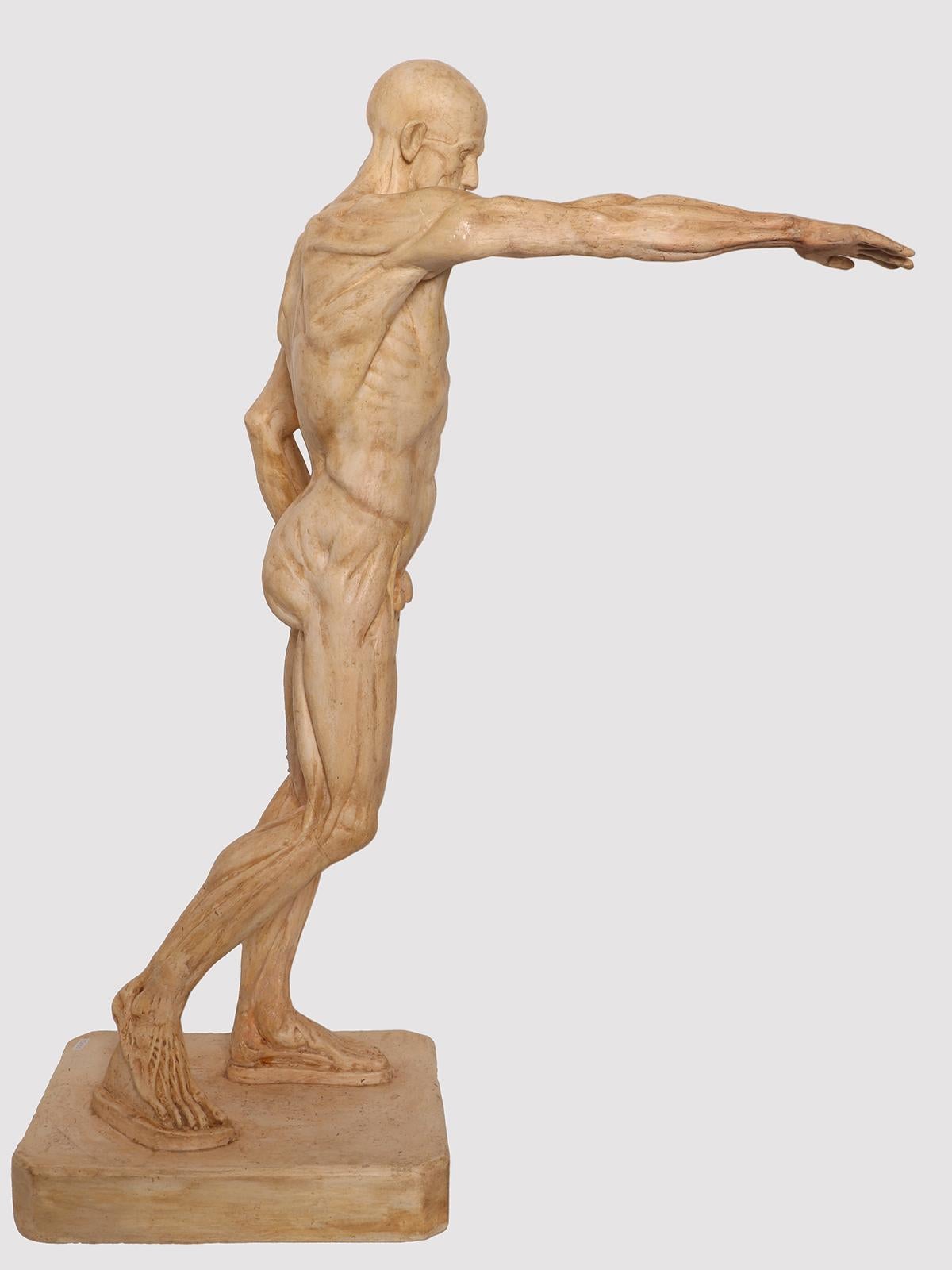 Un modello anatomico di pelle in gesso per uso didattico, Italia 1880. In condizioni buone in vendita a Milan, IT