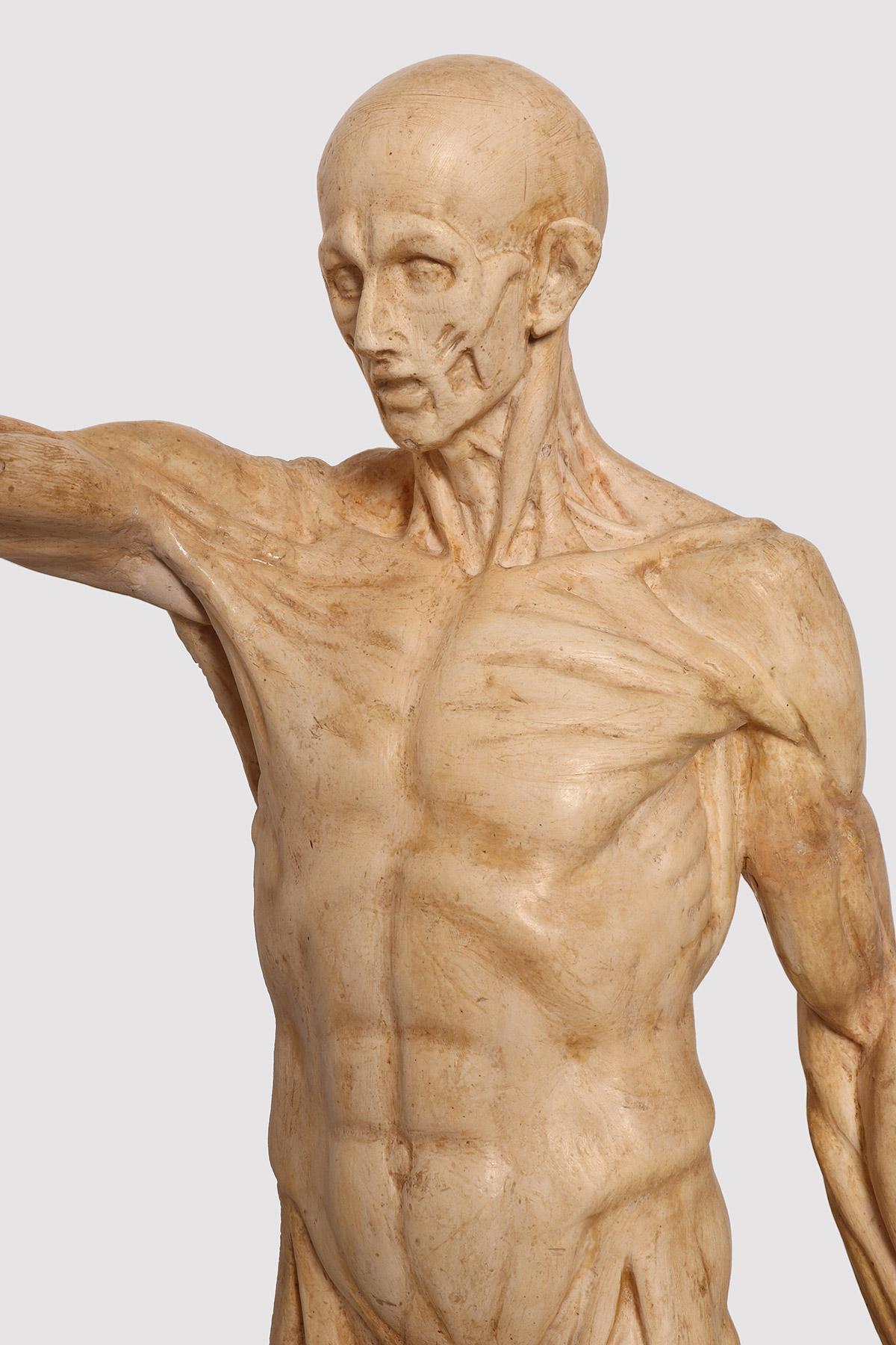 XIX secolo Un modello anatomico di pelle in gesso per uso didattico, Italia 1880. in vendita