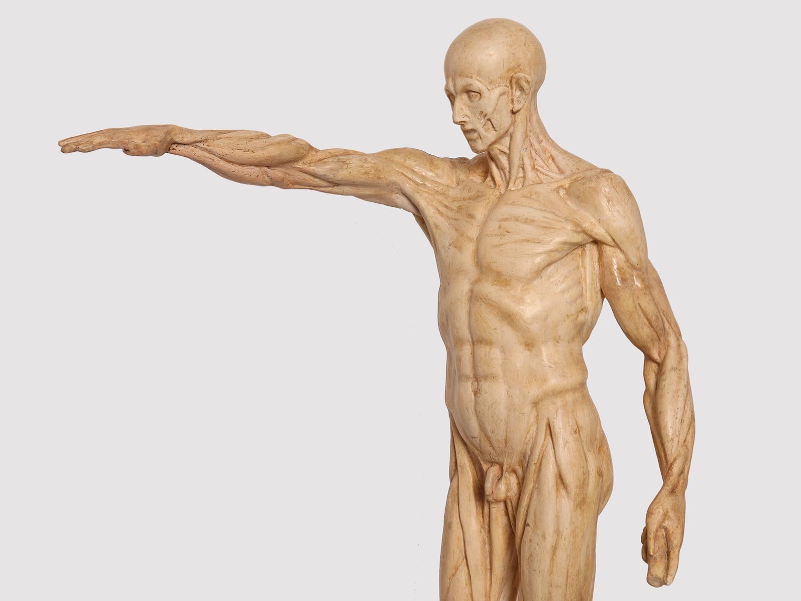 Un modello anatomico di pelle in gesso per uso didattico, Italia 1880. in vendita 3