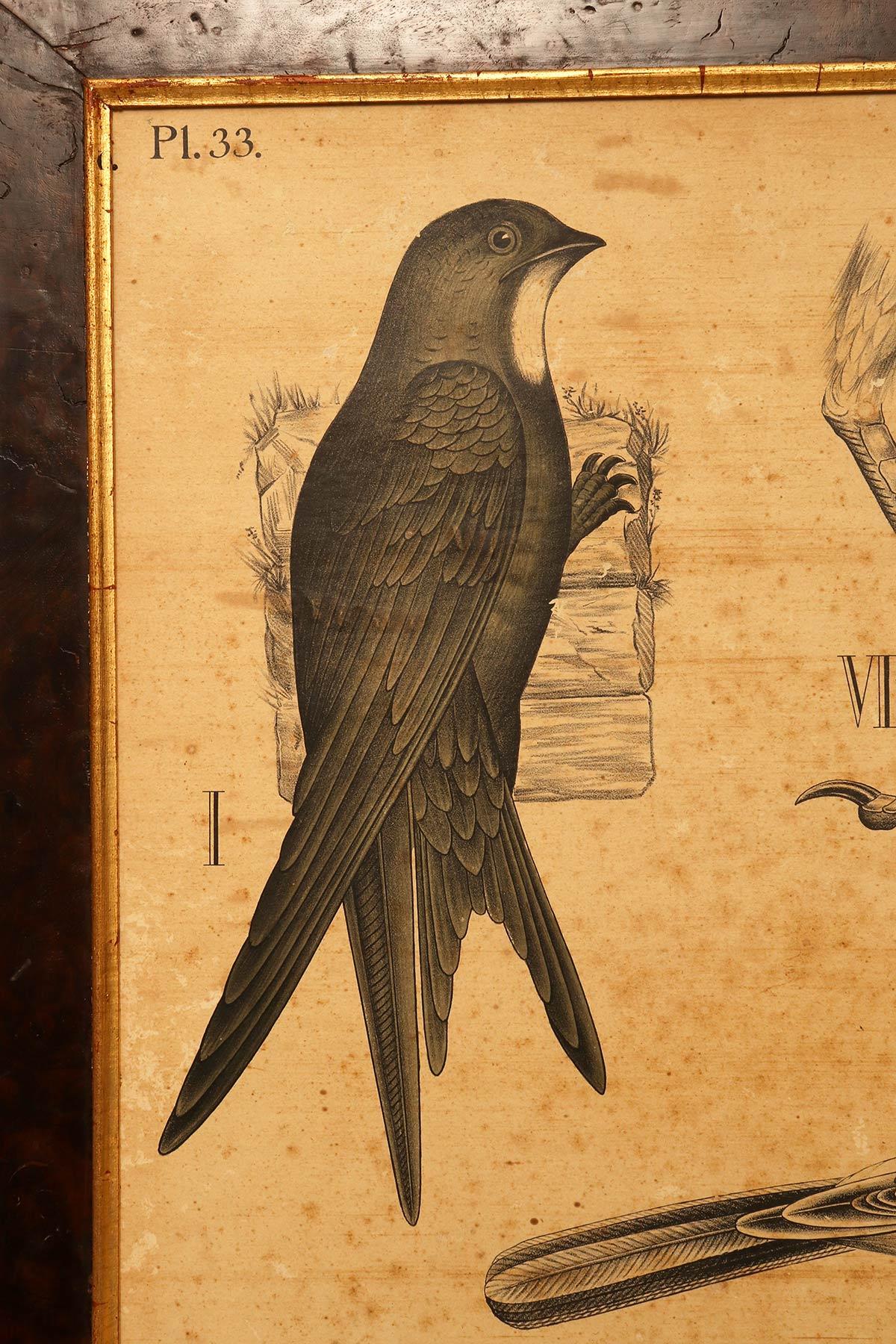 A chromolithographic print on paper by P. Dybdahls, depicting an anatomical table (Pl. 33) of birds. Fir wood frame, walnut briar veneer, with gilded ramin wood edge. H. Aschehoug & co, P.M. Bye & co. Oslo, Norway, late 19th century.