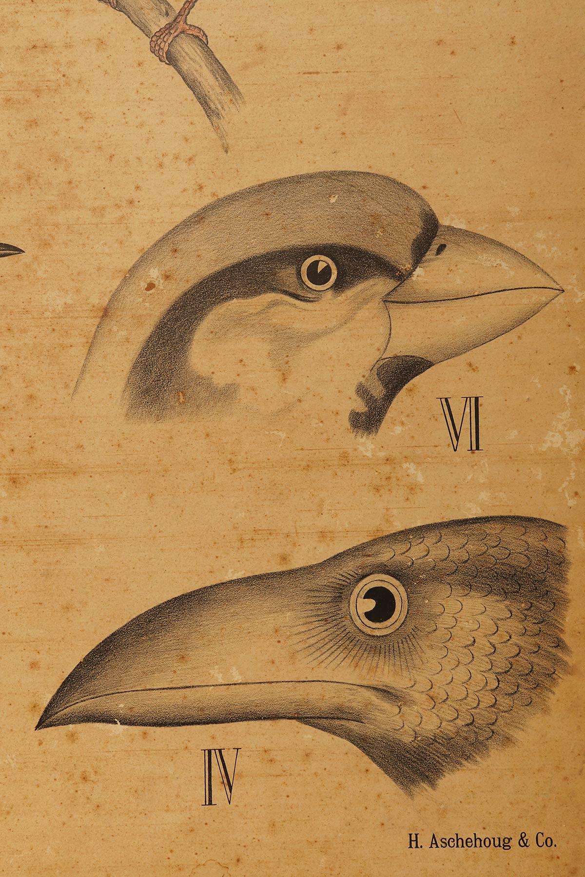 Walnut Anatomical Print Depicting Birds, P. Dybdahls, Norway End of 19th Century For Sale