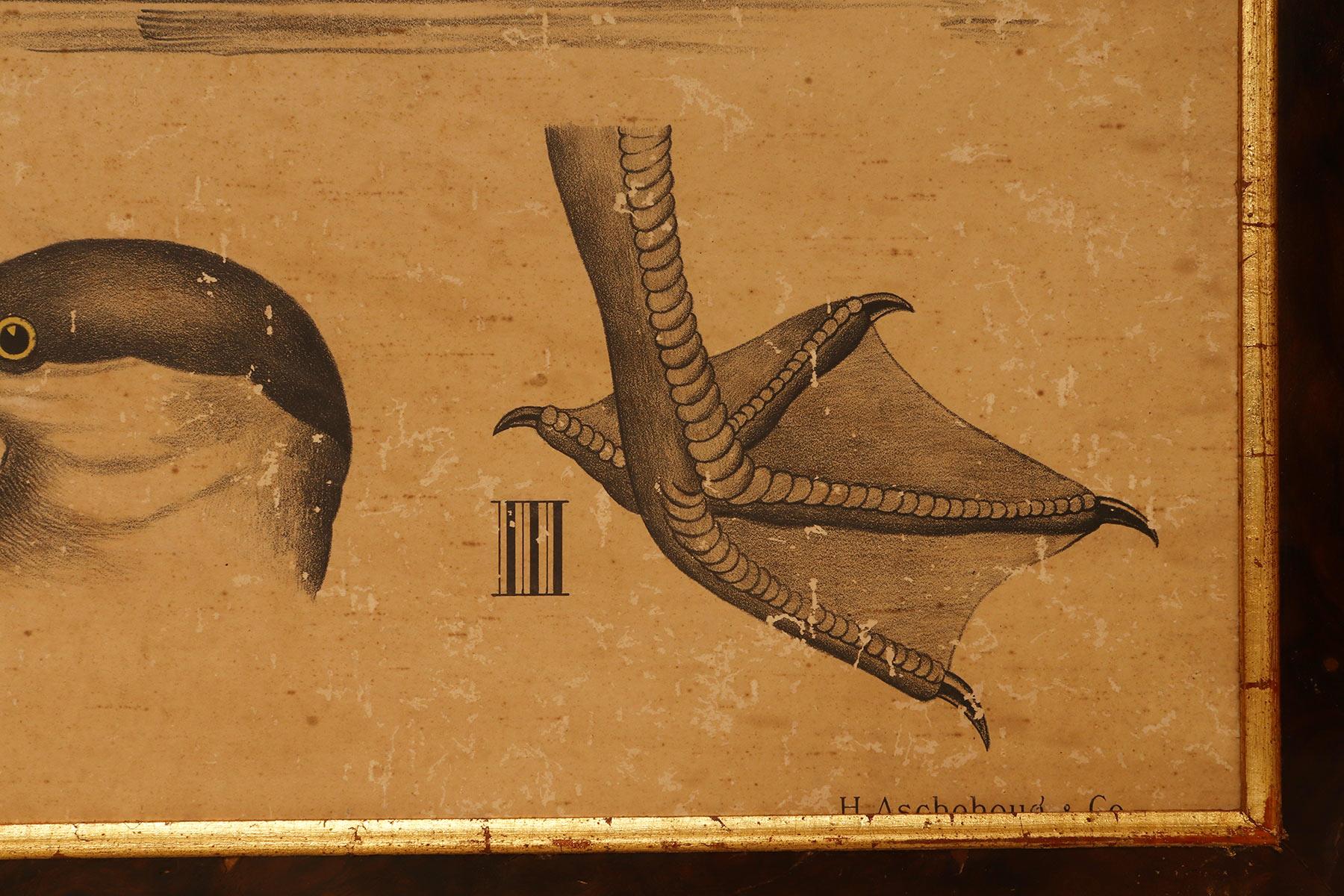 Noyer Impression anatomique, représentant des oiseaux, P. Dybdahls, Norvège, fin du XIXe siècle en vente