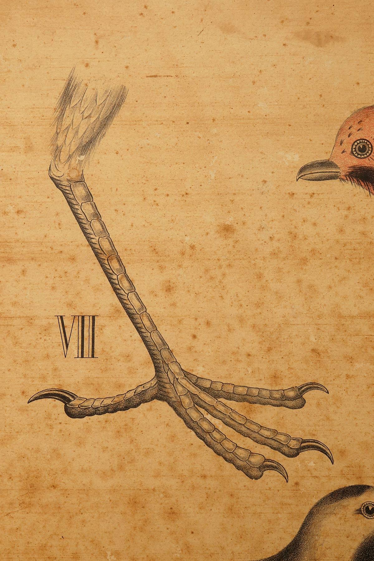 Impression anatomique représentant des oiseaux, P. Dybdahls, Norvège, fin du XIXe siècle en vente 1