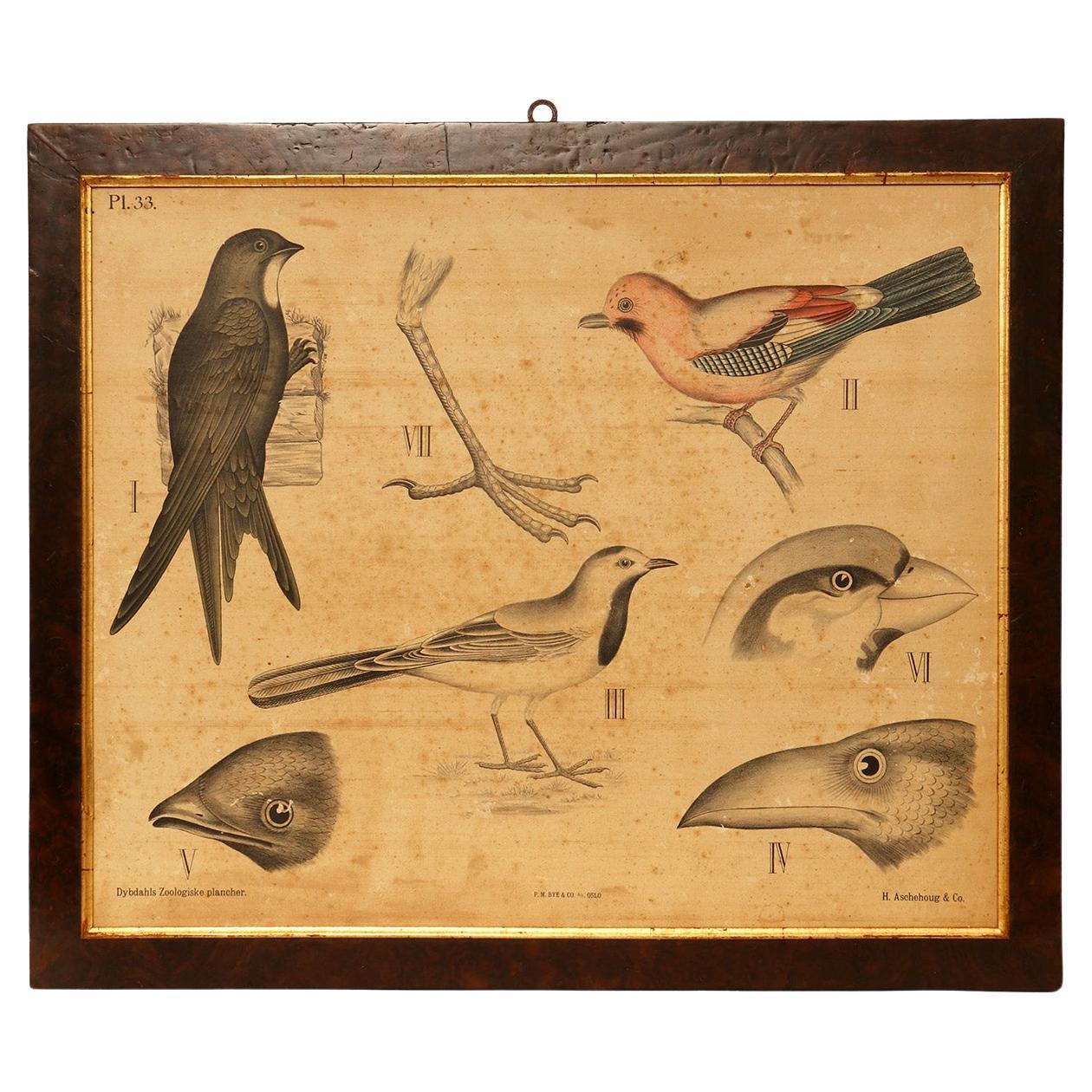 Anatomical Print Depicting Birds, P. Dybdahls, Norway End of 19th Century