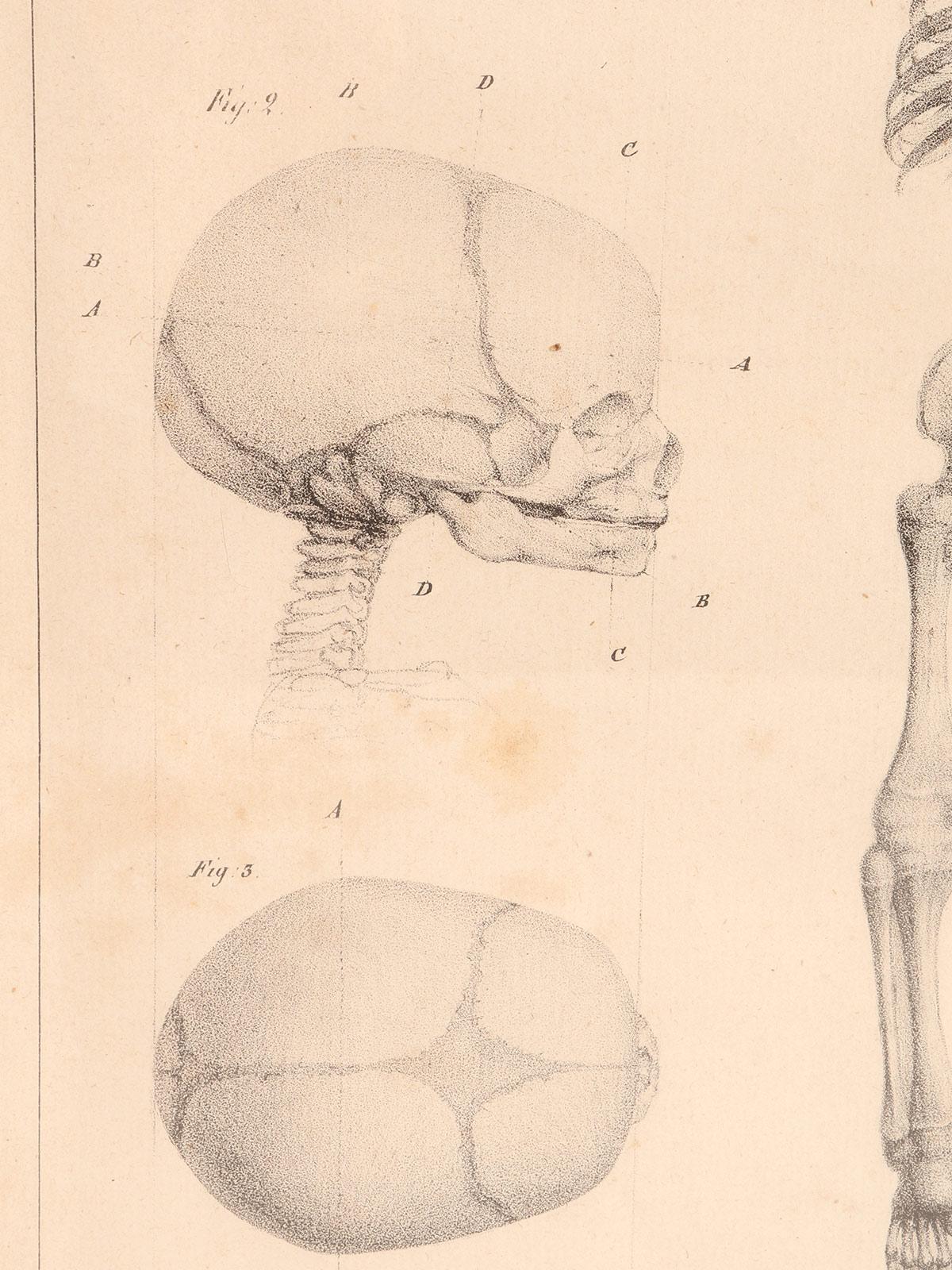Anatomical Print on Paper, Depicting a Fetus Skeleton, France, 19th Century For Sale 2