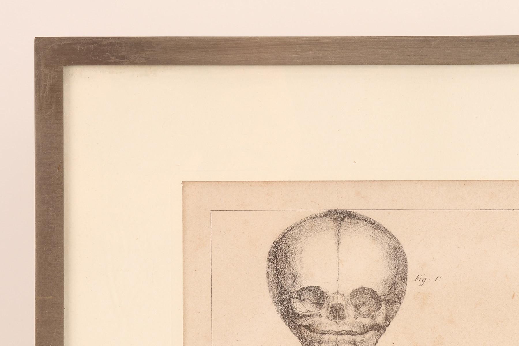 Anatomical Print on Paper, Depicting a Fetus Skeleton, France, 19th Century For Sale 4