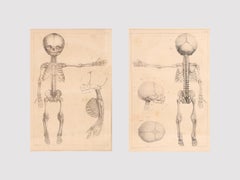 Anatomical Print on Paper, Depicting a Fetus Skeleton, France, 19th Century