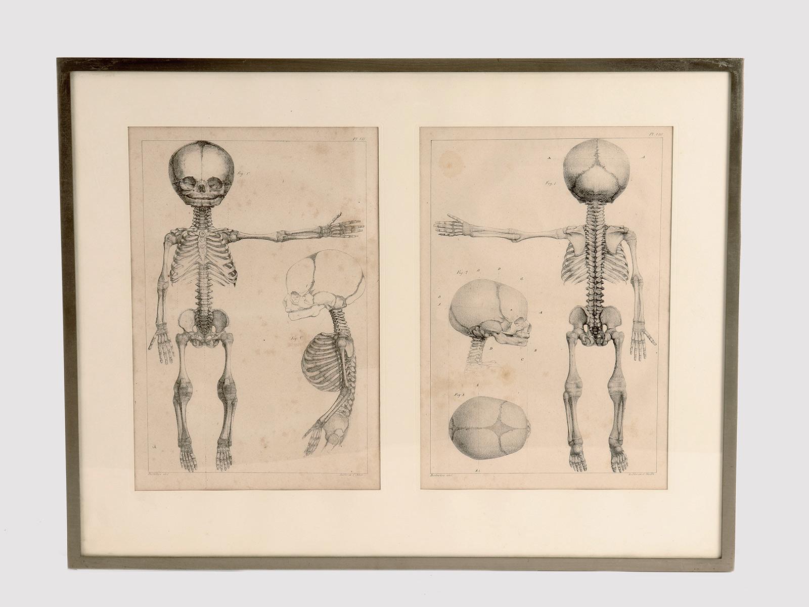 baby skeleton anatomy