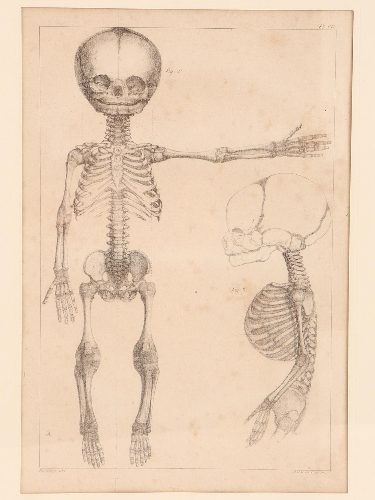 kneeling skeleton