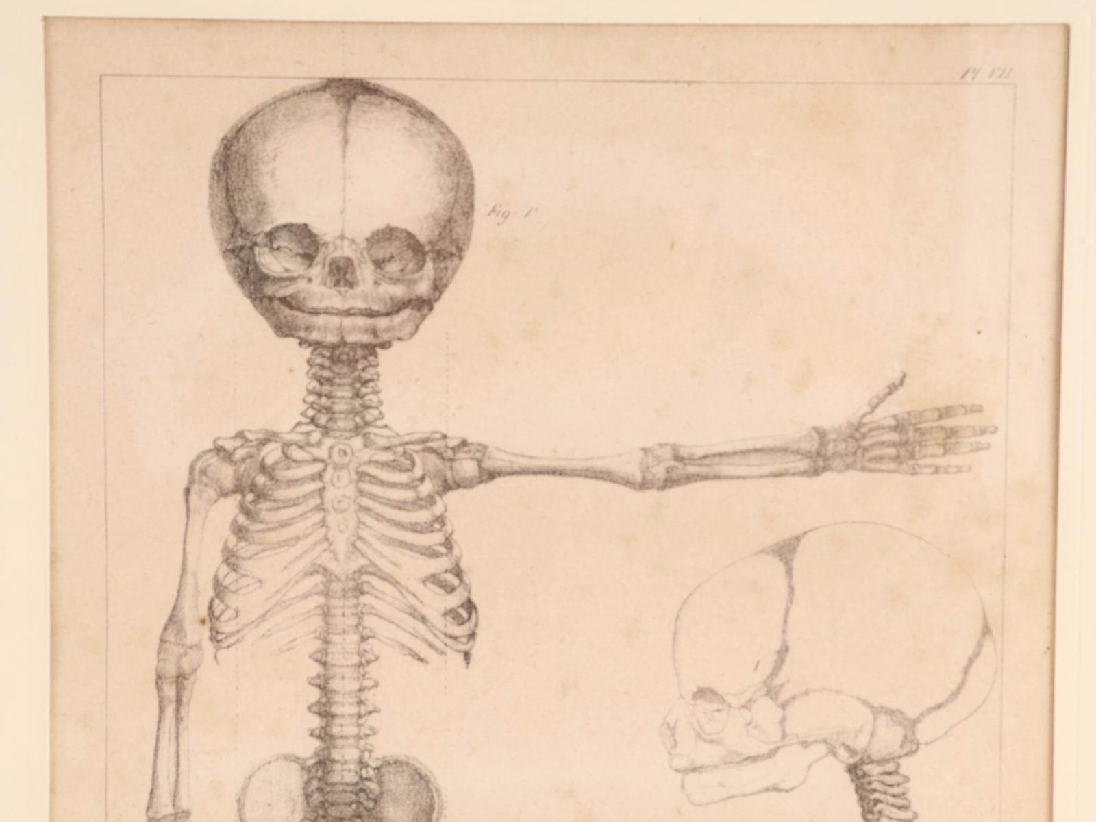 French Anatomical Print on Paper, Depicting a Fetus Skeleton, France, 19th Century For Sale