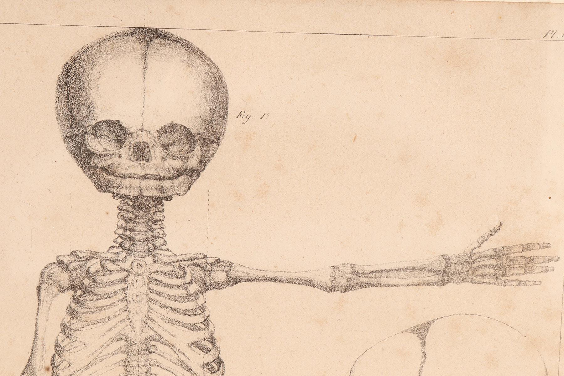 Anatomical Print on Paper, Depicting a Fetus Skeleton, France, 19th Century In Good Condition For Sale In Milan, IT